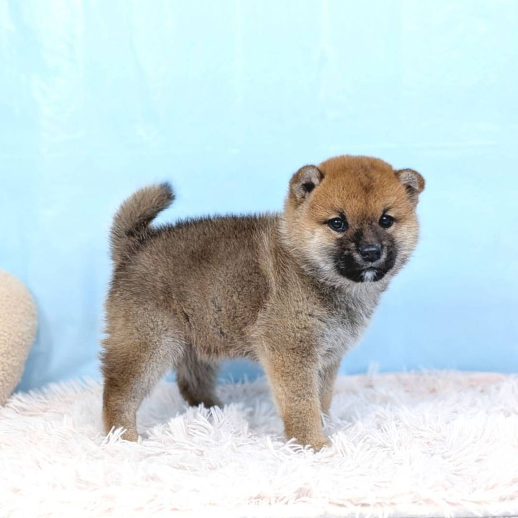 兵庫県の柴犬(標準サイズ) (犬の家＆猫の里川西店/2025年8月30日生まれ/男の子/赤)の子犬の4枚目の画像