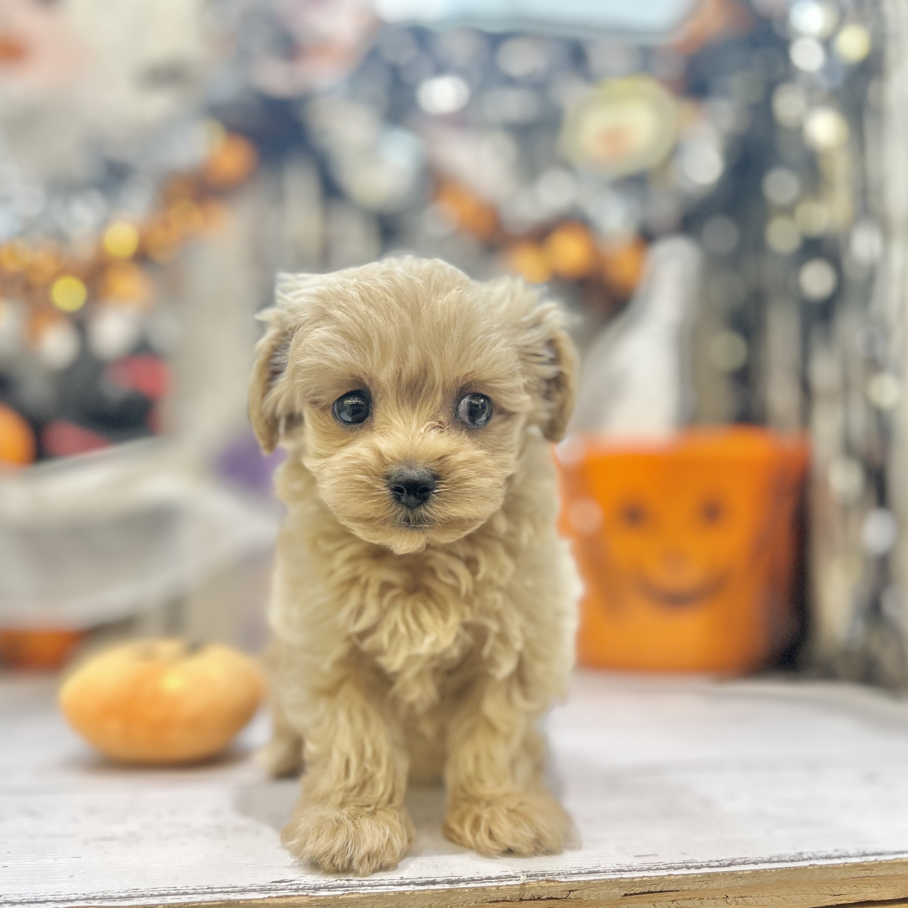 岡山県のマルプー(マルチーズ×プードル) (犬の家＆猫の里倉敷店/2025年8月30日生まれ/女の子/アプリコット)の子犬の4枚目の画像