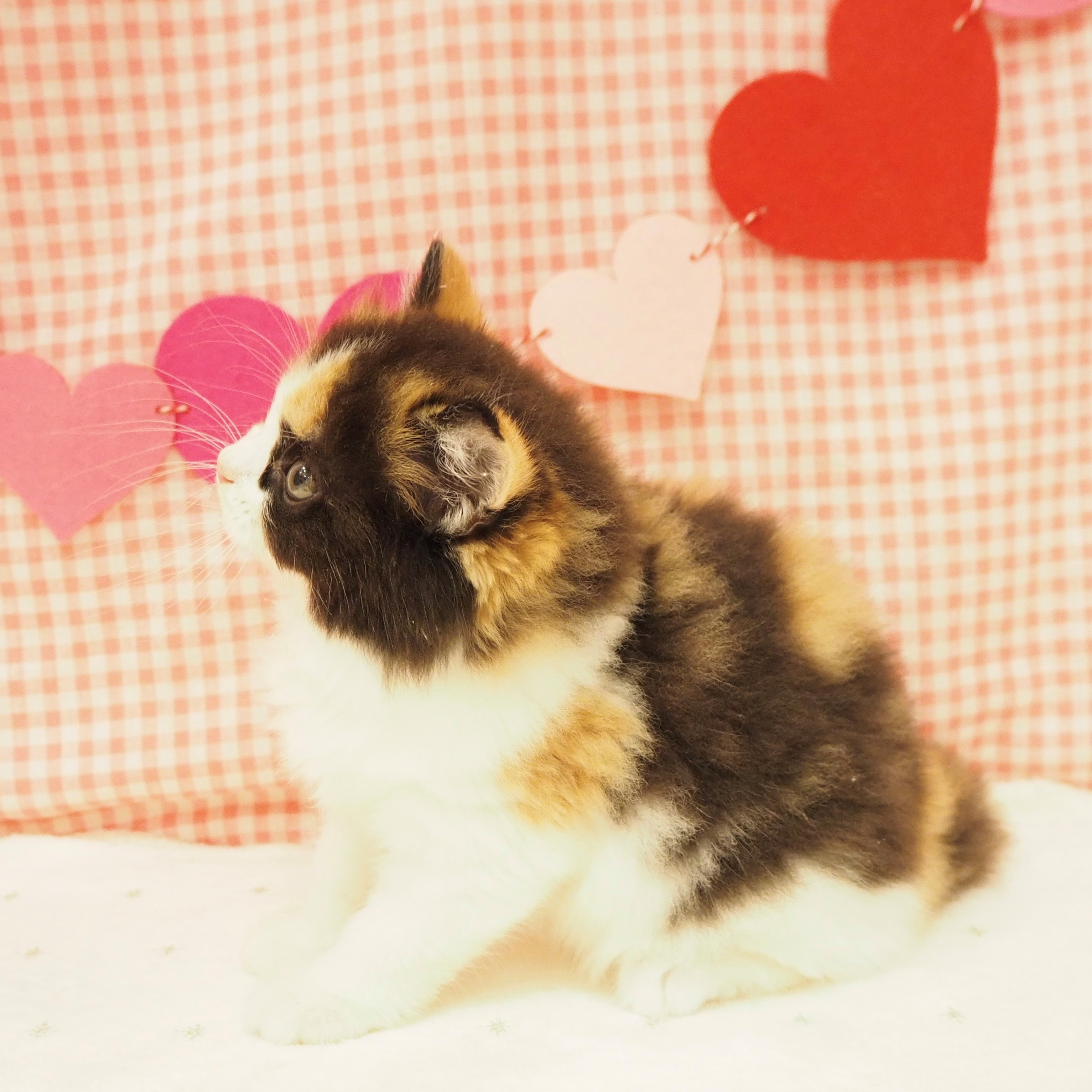 大阪府のスコティッシュストレート (犬の家&猫の里もりのみやキューズモールBASE店/2025年8月30日生まれ/女の子/ブラウンパッチドタビーホワイト)の子猫の4枚目の画像