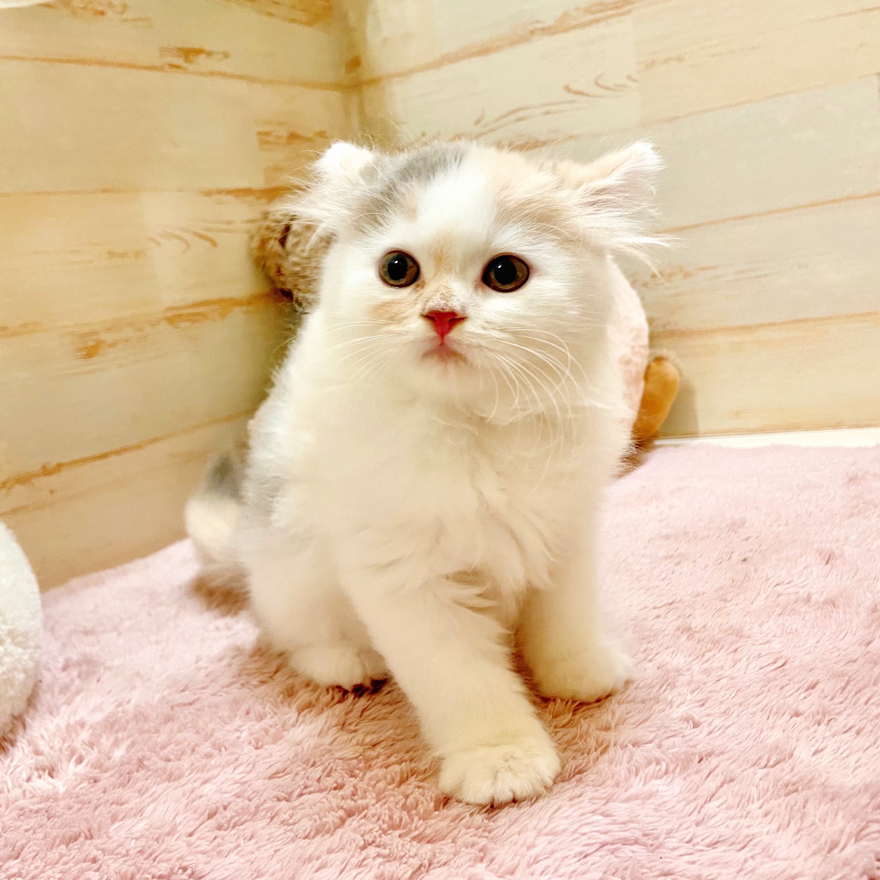 兵庫県のスコティッシュストレート (犬の家&猫の里神戸店/2025年8月31日生まれ/女の子/ブルーパッチドタビーホワイト)の子猫の4枚目の画像