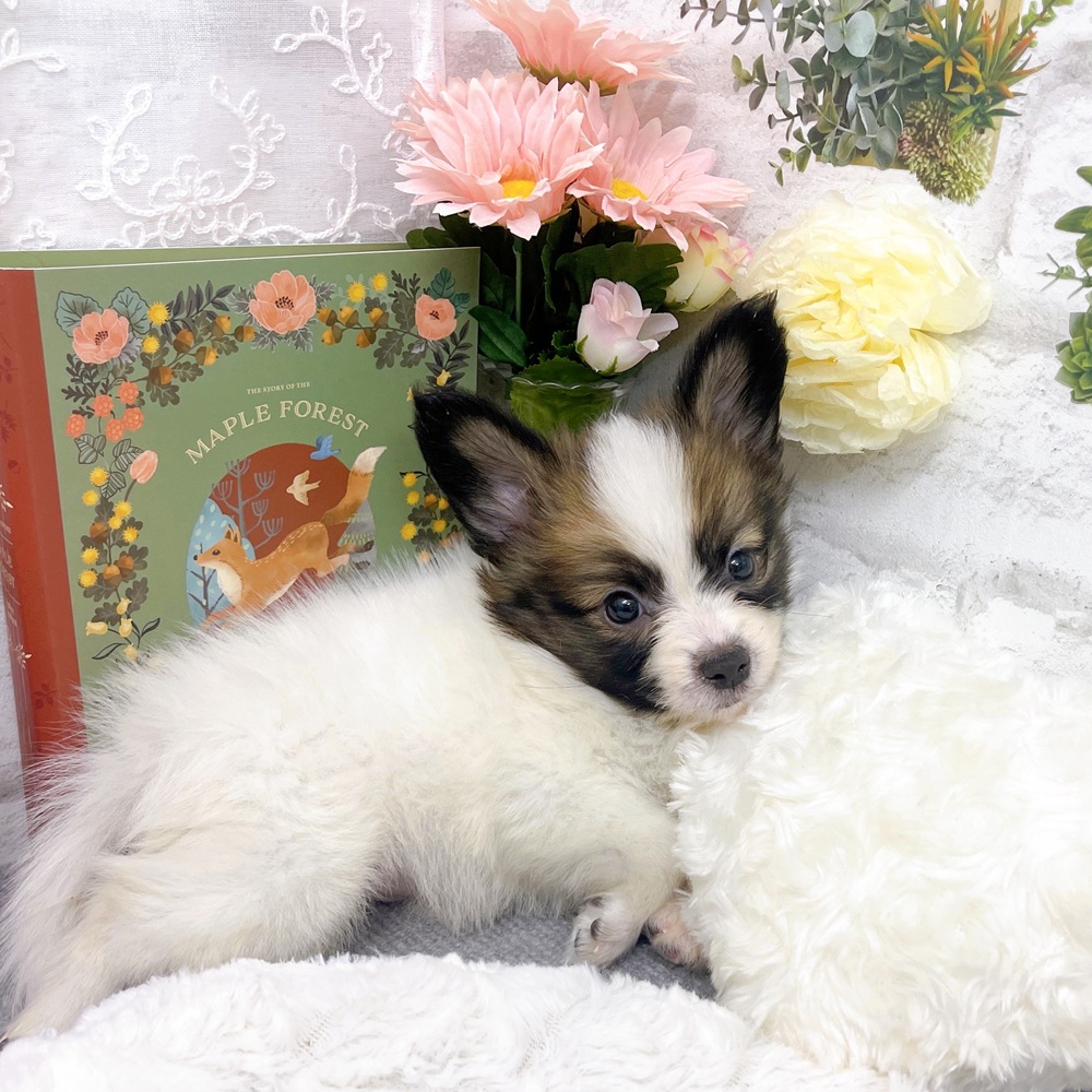 京都府のパピヨン (犬の家＆猫の里京都樟葉店/2025年8月31日生まれ/男の子/ホワイトブラウン)の子犬の4枚目の画像