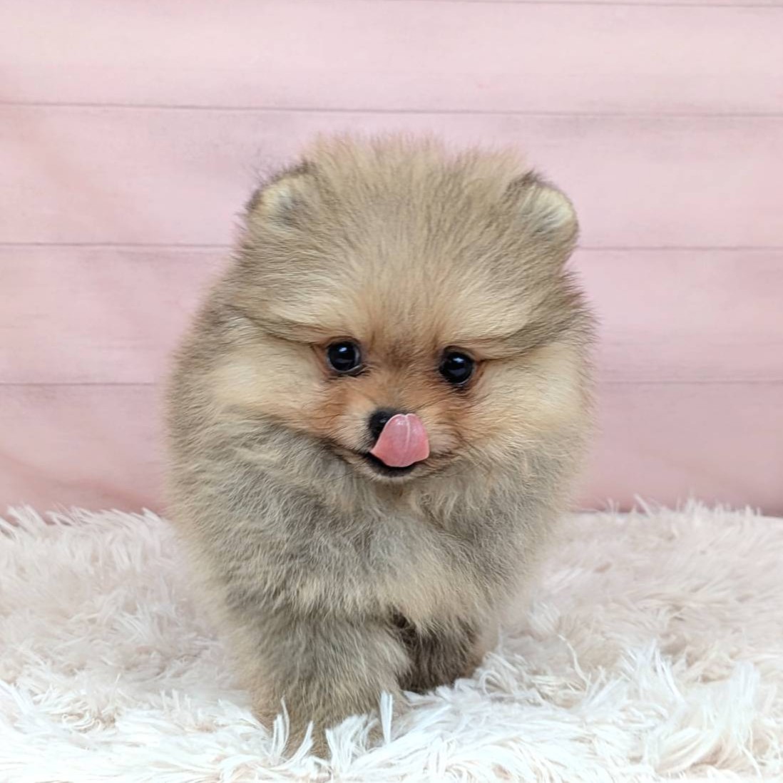 兵庫県のポメラニアン (犬の家&猫の里川西店/2025年8月30日生まれ/女の子/オレンジセーブル)の子犬の4枚目の画像