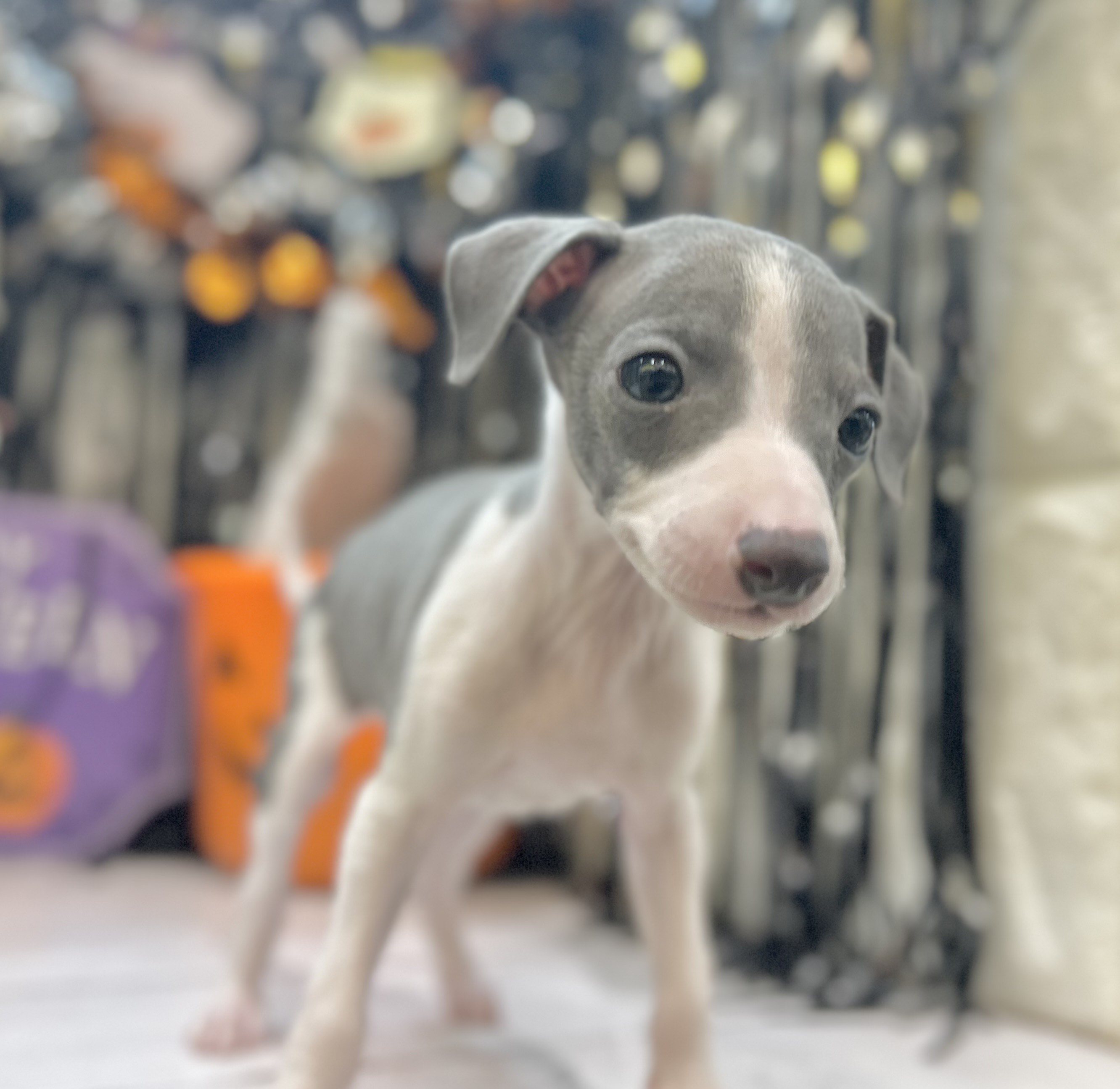 岡山県のイタリアングレーハウンド (犬の家＆猫の里倉敷店/2025年8月31日生まれ/男の子/ブルーホワイト)の子犬の4枚目の画像