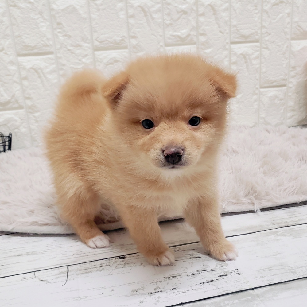 岡山県のポメ柴/豆ポメ/ポメ豆柴(ポメラニアン×柴犬) (犬の家＆猫の里岡山店/2025年8月31日生まれ/男の子/赤)の子犬の4枚目の画像