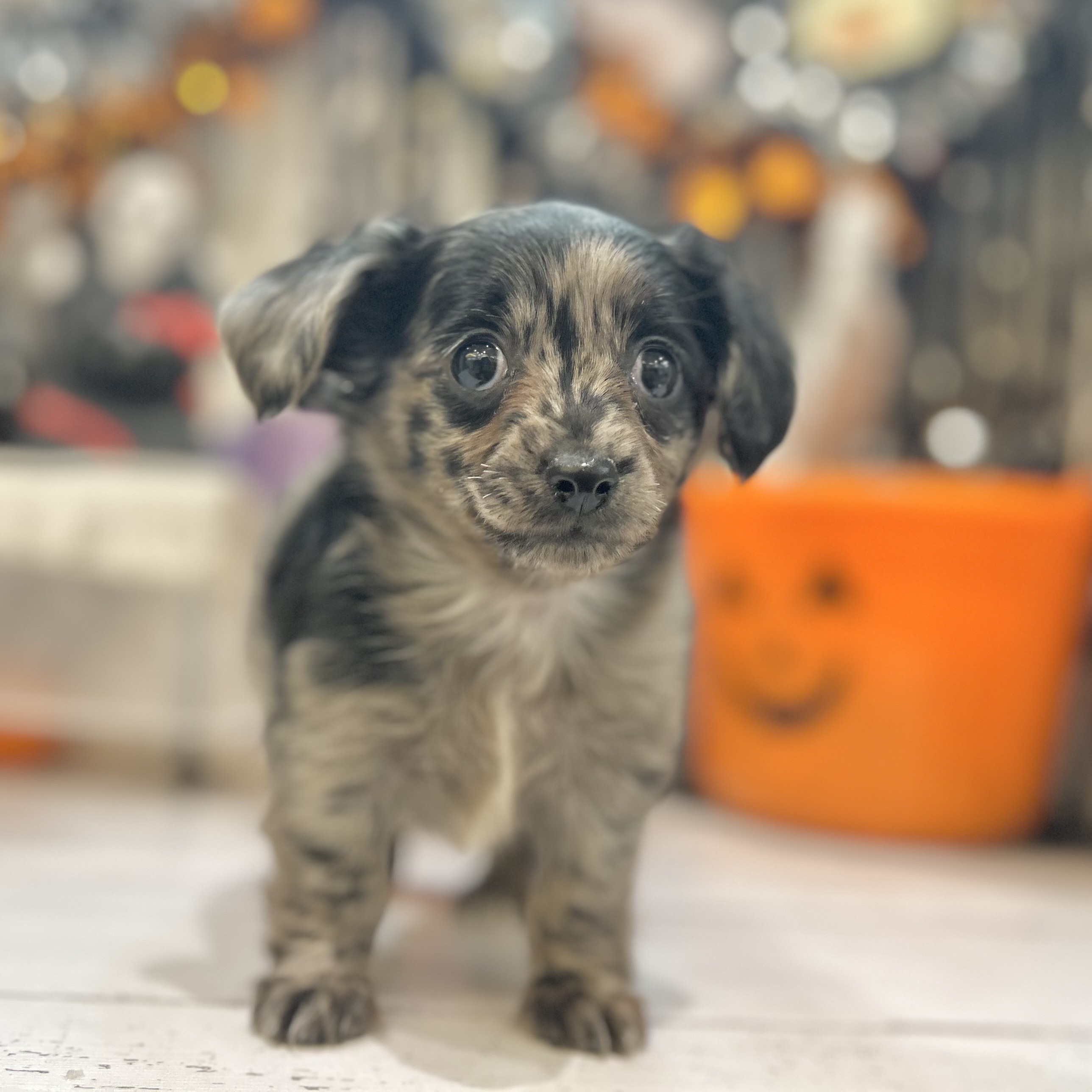 岡山県のチワックス(チワワ×ダックス) (犬の家＆猫の里倉敷店/2025年8月30日生まれ/女の子/シルバーダップル)の子犬の4枚目の画像