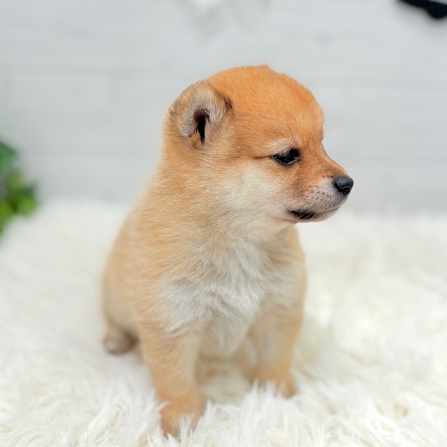 愛知県のポメ柴/豆ポメ/ポメ豆柴(ポメラニアン×柴犬) (犬の家&猫の里豊田店/2025年8月30日生まれ/男の子/オレンジ)の子犬の4枚目の画像