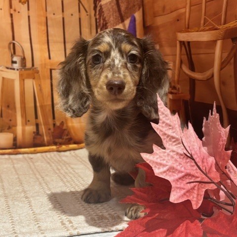 福岡県のミニチュアダックスフンド(ロング) (犬の家＆猫の里トリアス久山店/2025年8月30日生まれ/男の子/チョコレートダップル)の子犬の4枚目の画像