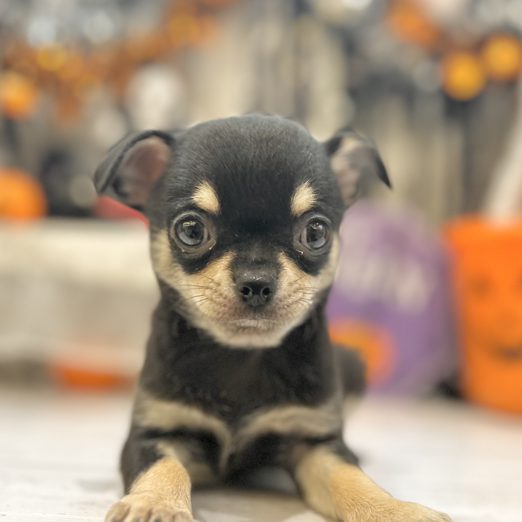 岡山県のチワワ(スムース) (犬の家＆猫の里倉敷店/2025年8月31日生まれ/男の子/ブラックタン)の子犬の4枚目の画像