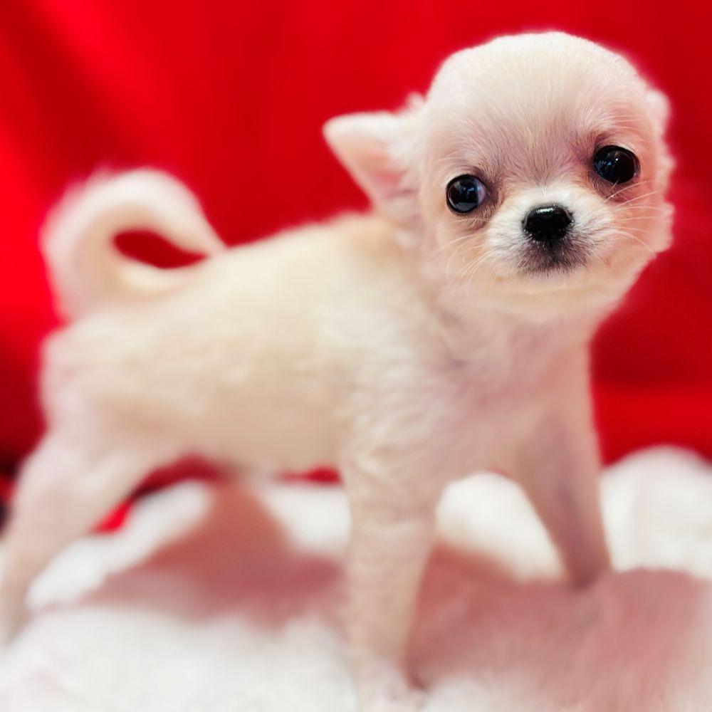 愛知県のチワワ(ロング) (犬の家＆猫の里愛知刈谷店/2025年8月31日生まれ/女の子/クリーム)の子犬の4枚目の画像