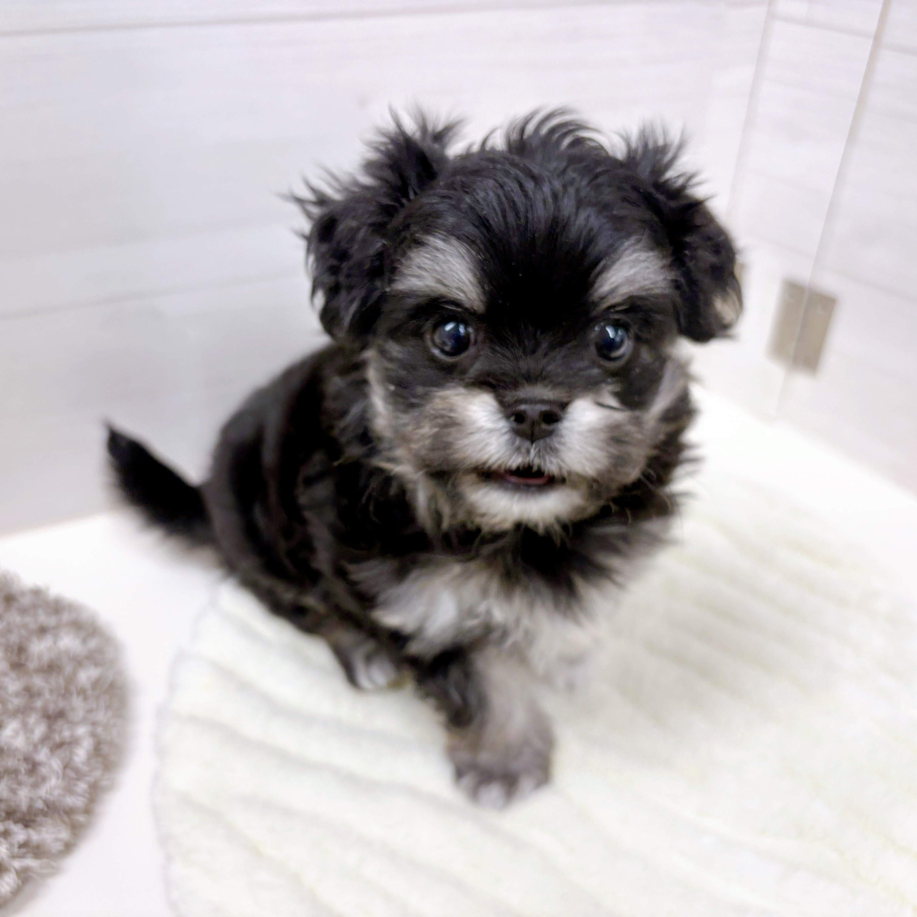 石川県のチワマル/マルチワ(チワワ×マルチーズ) (犬の家＆猫の里アミーゴ金沢おこばた店/2025年8月25日生まれ/女の子/ブラッククリーム)の子犬の4枚目の画像