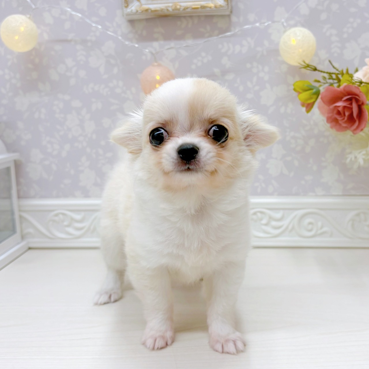 富山県のチワワ(ロング) (犬の家＆猫の里アミーゴ山室店/2025年8月30日生まれ/女の子/クリームホワイト)の子犬の4枚目の画像