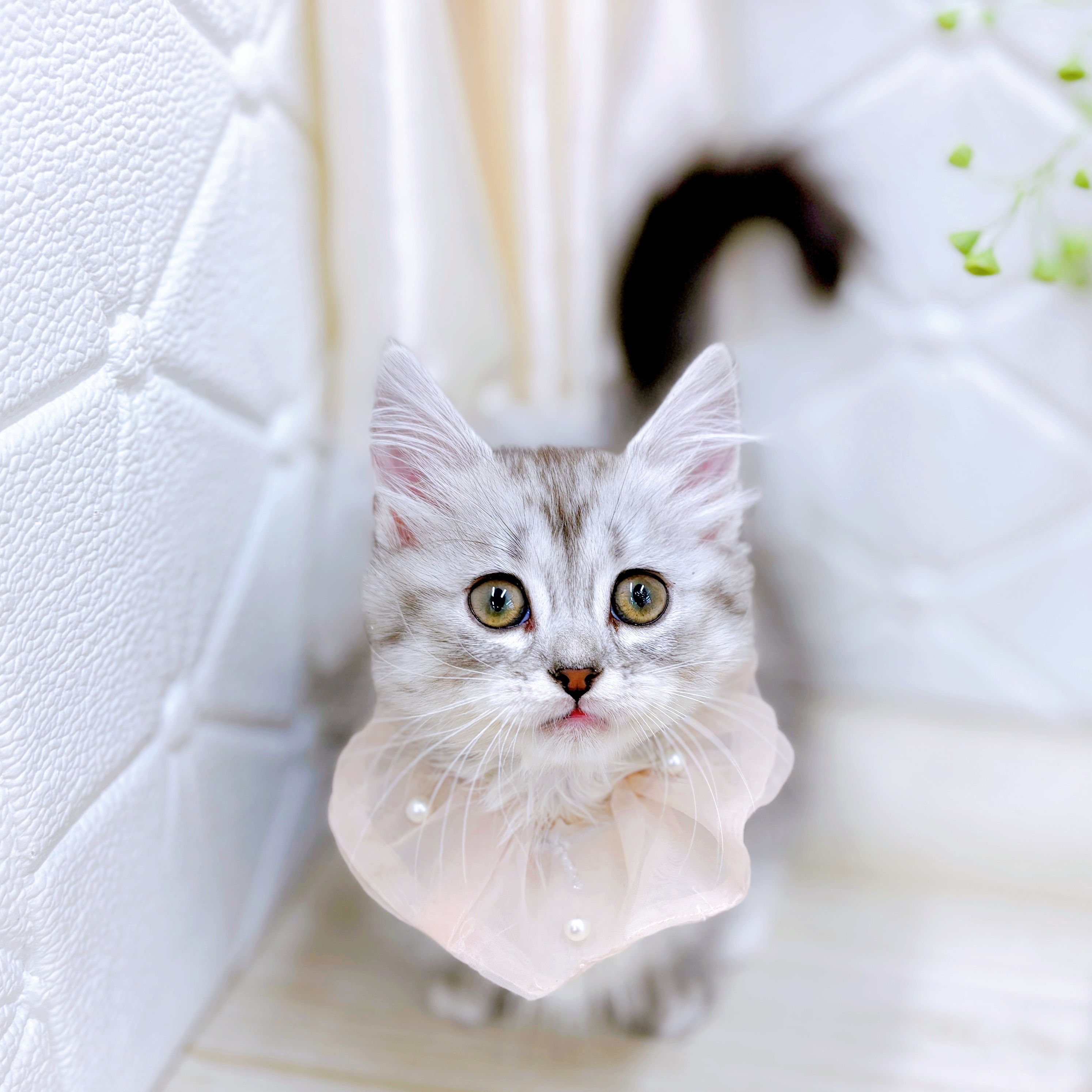 福井県のマンチカン (犬の家＆猫の里アミーゴ福井店/2025年8月30日生まれ/女の子/シルバータビーホワイト)の子猫の4枚目の画像