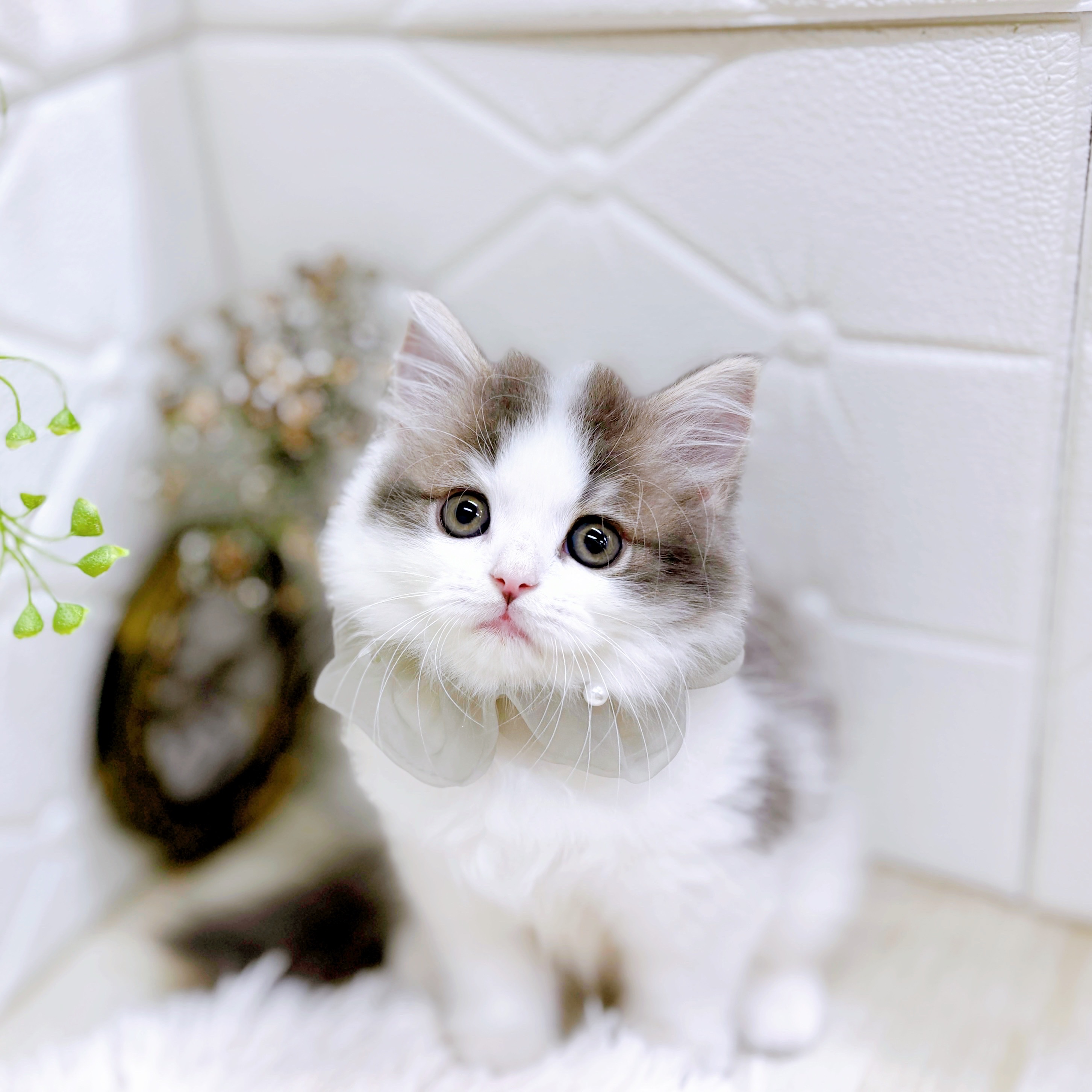 福井県のスコティッシュフォールド (犬の家＆猫の里アミーゴ福井店/2025年8月30日生まれ/男の子/ブルータビーホワイト)の子猫の4枚目の画像