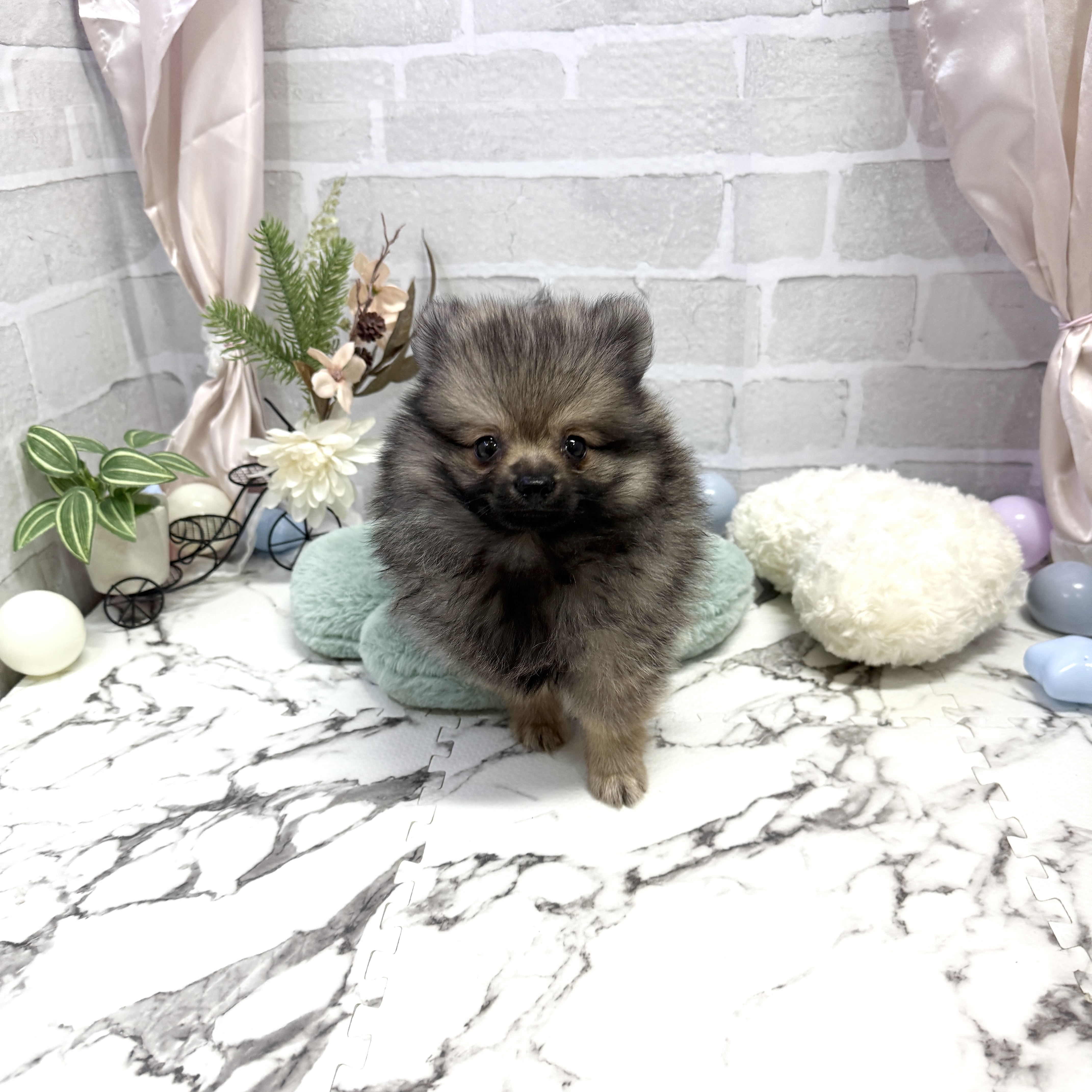 愛知県のポメラニアン (犬の家＆猫の里岡崎店/2025年8月30日生まれ/男の子/ウルフセーブル)の子犬の1枚目の画像