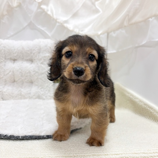 岐阜県のカニンヘンダックスフンド(ロング) (犬の家＆猫の里カラフルタウン岐阜店/2025年8月26日生まれ/女の子/シェーデットレッド)の子犬の4枚目の画像