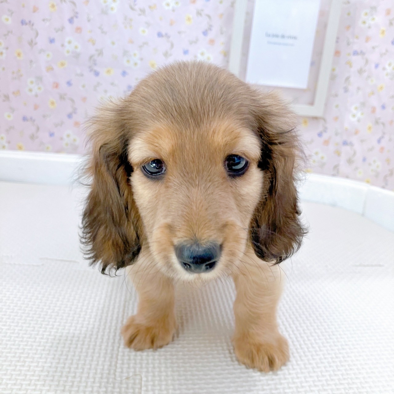 石川県のカニンヘンダックスフンド(ロング) (犬の家＆猫の里金沢店/2025年8月26日生まれ/男の子/シェーデットレッド)の子犬の4枚目の画像