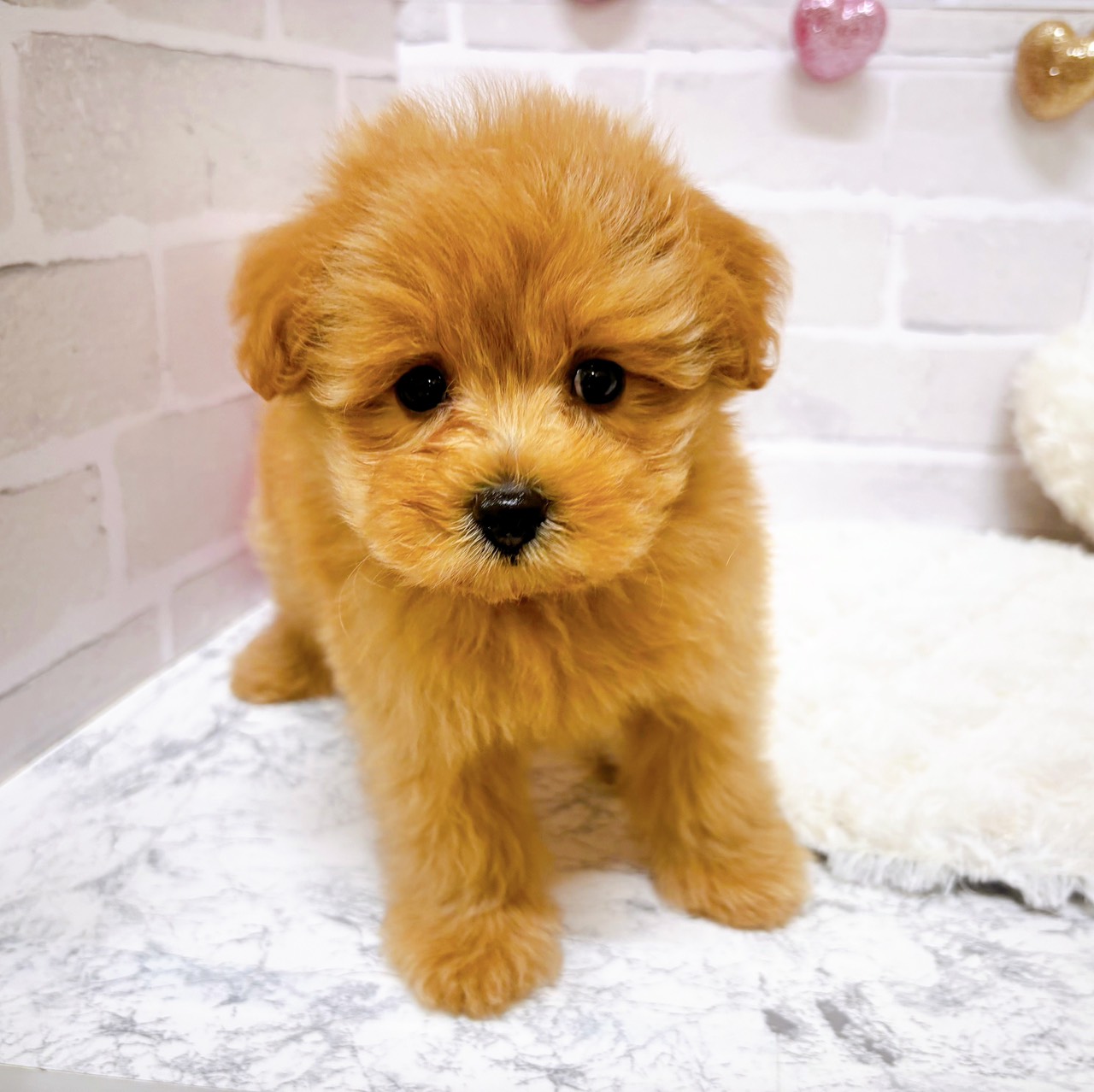 京都府のポメプー(ポメラニアン×プードル) (犬の家&猫の里京都精華店/2025年8月27日生まれ/女の子/アプリコット)の子犬の4枚目の画像