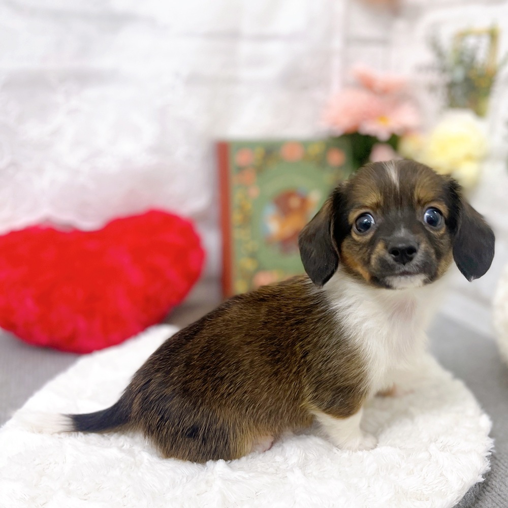 京都府のチワックス(チワワ×ダックス) (犬の家＆猫の里京都樟葉店/2025年8月31日生まれ/男の子/レッドパイボールド)の子犬の4枚目の画像