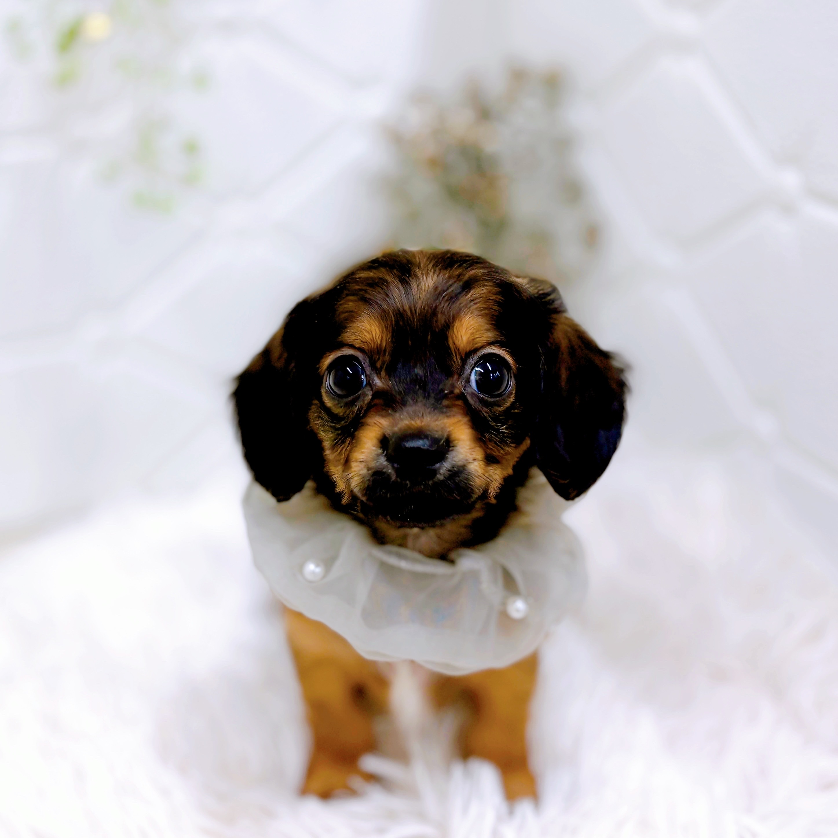 福井県のチワックス(チワワ×ダックス) (犬の家＆猫の里アミーゴ福井店/2025年8月31日生まれ/男の子/レッド)の子犬の4枚目の画像