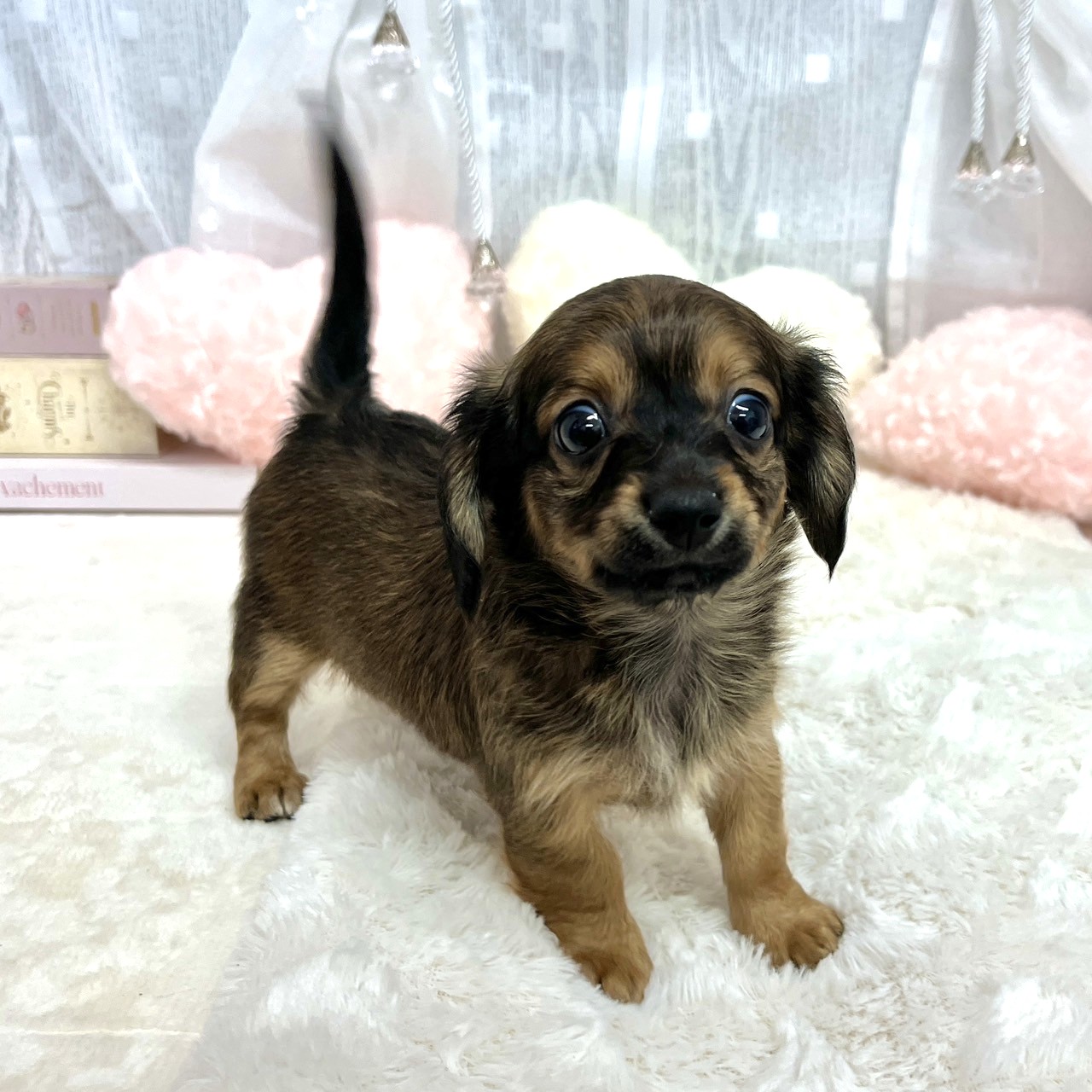 神奈川県のチワックス(チワワ×ダックス) (犬の家＆猫の里相模原店/2025年8月31日生まれ/男の子/レッド)の子犬の4枚目の画像