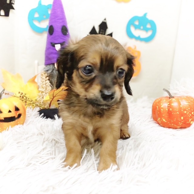 静岡県のチワックス(チワワ×ダックス) (犬の家＆猫の里藤枝店/2025年8月31日生まれ/男の子/レッド)の子犬の4枚目の画像