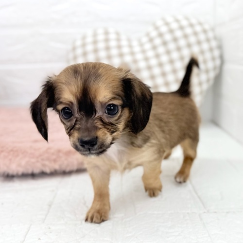 愛知県のチワックス(チワワ×ダックス) (犬の家＆猫の里豊川インター店/2025年8月31日生まれ/女の子/レッド)の子犬の4枚目の画像