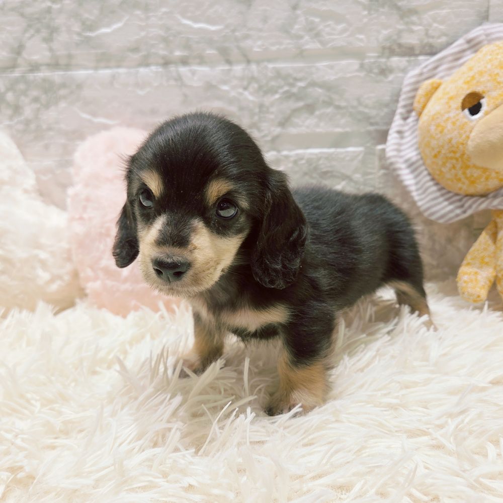 愛知県のミニチュアダックスフンド(ロング) (犬の家＆猫の里MiO香久山店/2025年8月31日生まれ/女の子/ブラックイエロー)の子犬の4枚目の画像