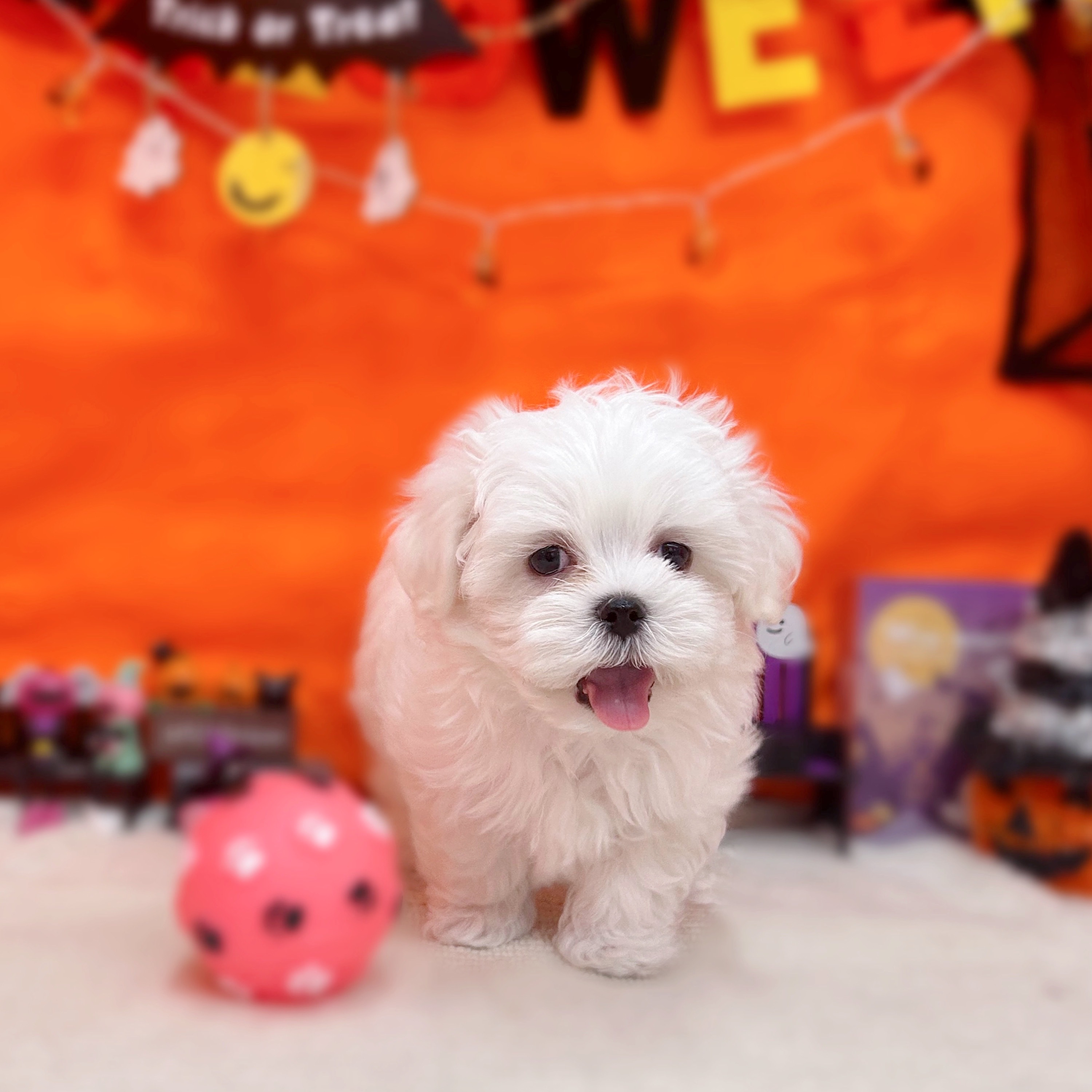 岐阜県のマルチーズ (犬の家＆猫の里岐南店/2025年8月30日生まれ/男の子/ホワイト)の子犬の4枚目の画像