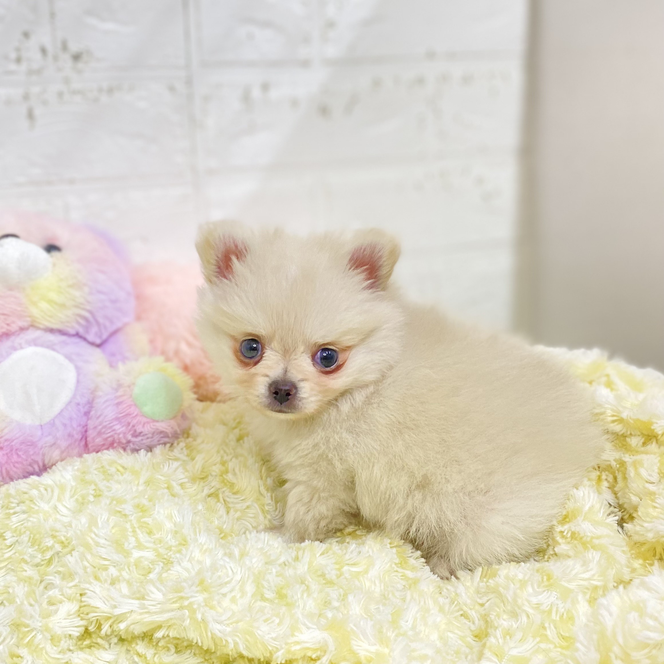 長野県のポメチワ/チワポメ/ポメチー(ポメラニアン×チワワ) (犬の家＆猫の里長野店/2025年9月1日生まれ/男の子/クリーム)の子犬の4枚目の画像