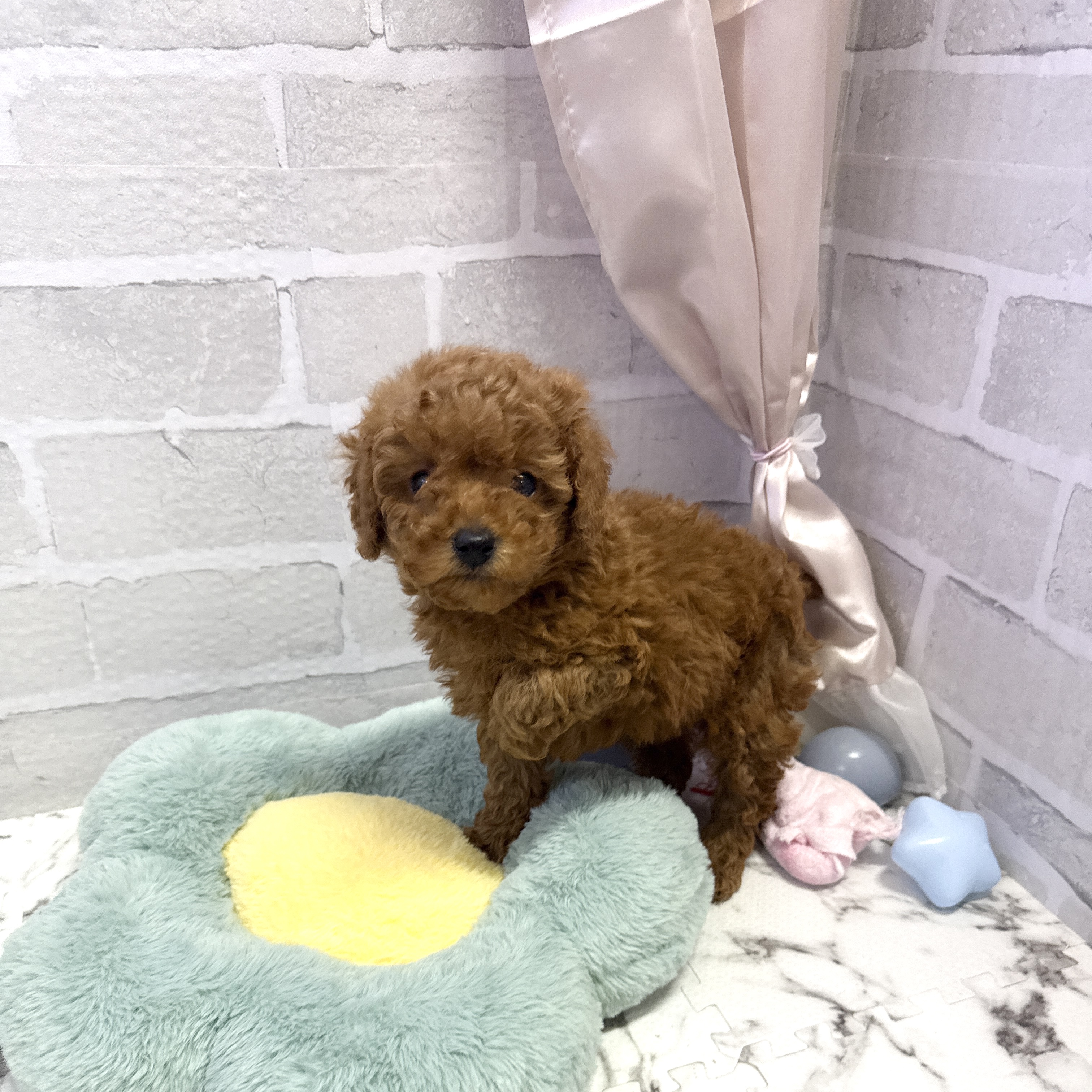 愛知県のトイプードル(トイ) (犬の家＆猫の里岡崎店/2025年9月2日生まれ/男の子/レッド)の子犬の4枚目の画像