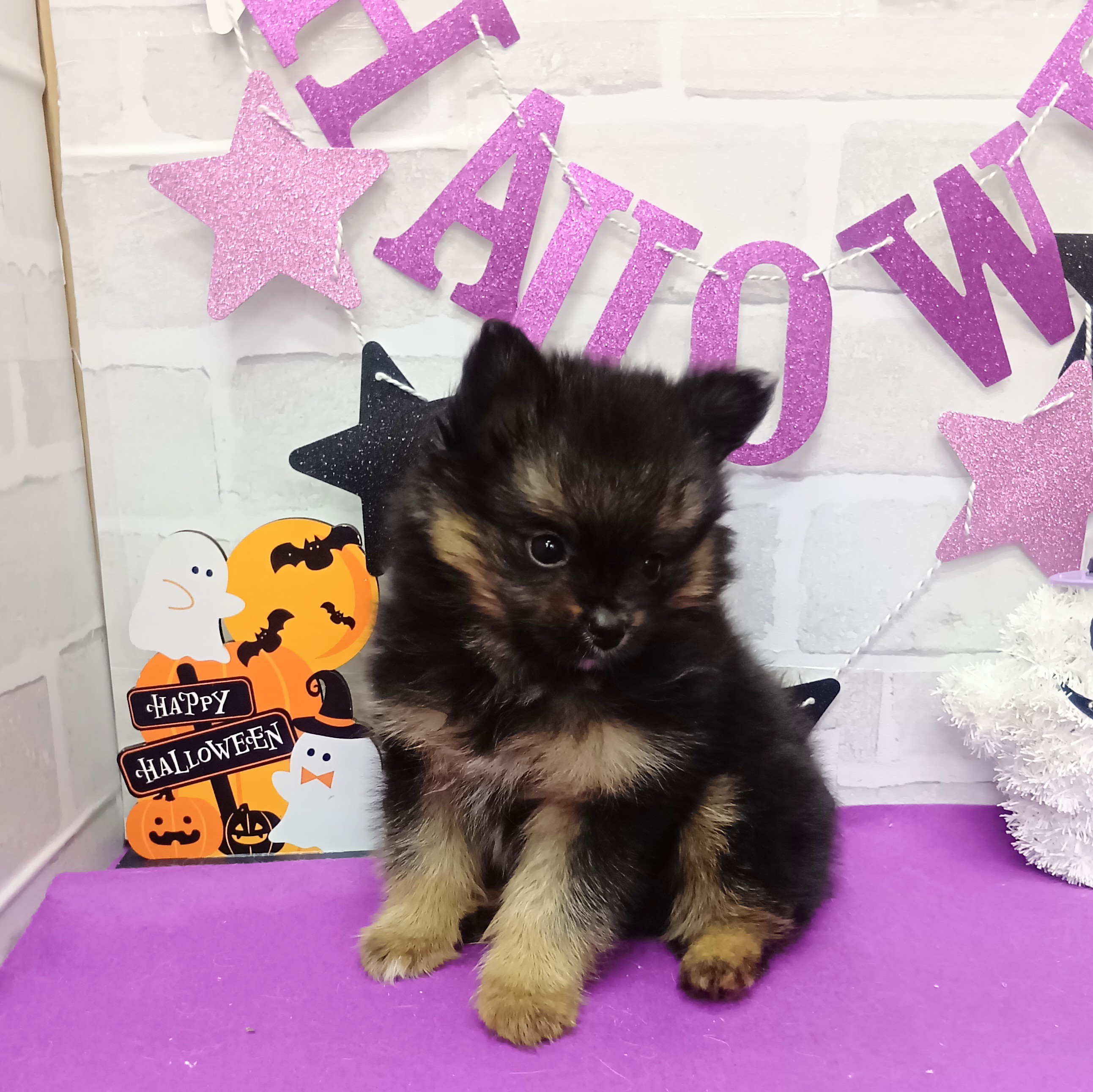 静岡県のポメヨン/パピポメ/ポメパピ(ポメラニアン×パピヨン) (犬の家＆猫の里プレ葉ウォーク浜北店/2025年9月1日生まれ/男の子/フォーン)の子犬の4枚目の画像