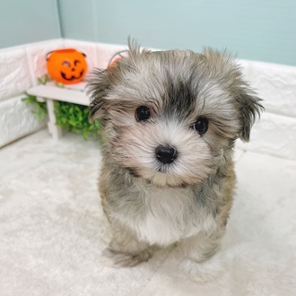 静岡県のマルキー/マルヨーキー(マルチーズ×ヨークシャーテリア) (犬の家＆猫の里マークイズ静岡店/2025年8月31日生まれ/女の子/ブラウンホワイト)の子犬の1枚目の画像