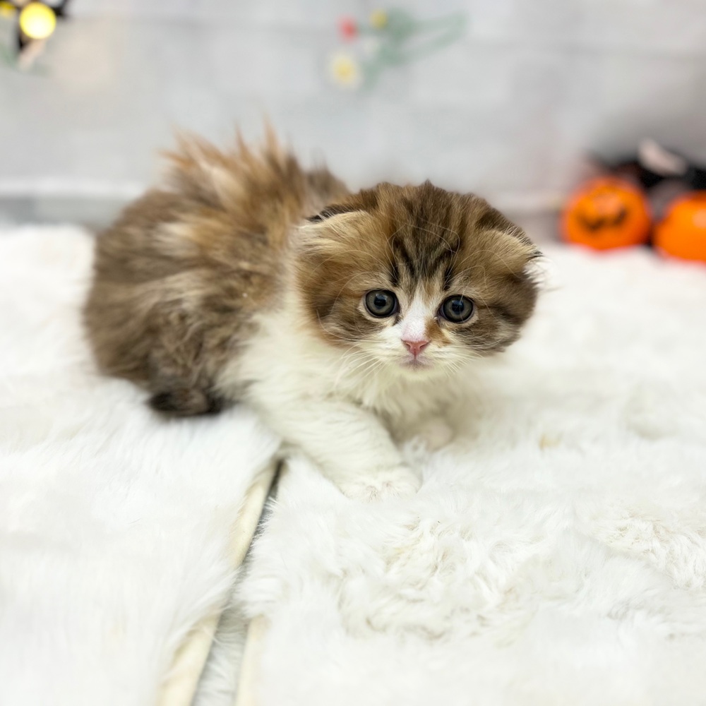 静岡県のスコティッシュフォールド (犬の家＆猫の里MEGAドン・キホーテ袋井店/2025年9月2日生まれ/女の子/キャリコ)の子猫の4枚目の画像