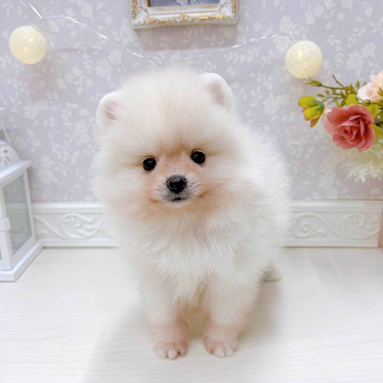 富山県のポメラニアン (犬の家＆猫の里アミーゴ山室店/2025年9月2日生まれ/男の子/クリーム)の子犬の4枚目の画像