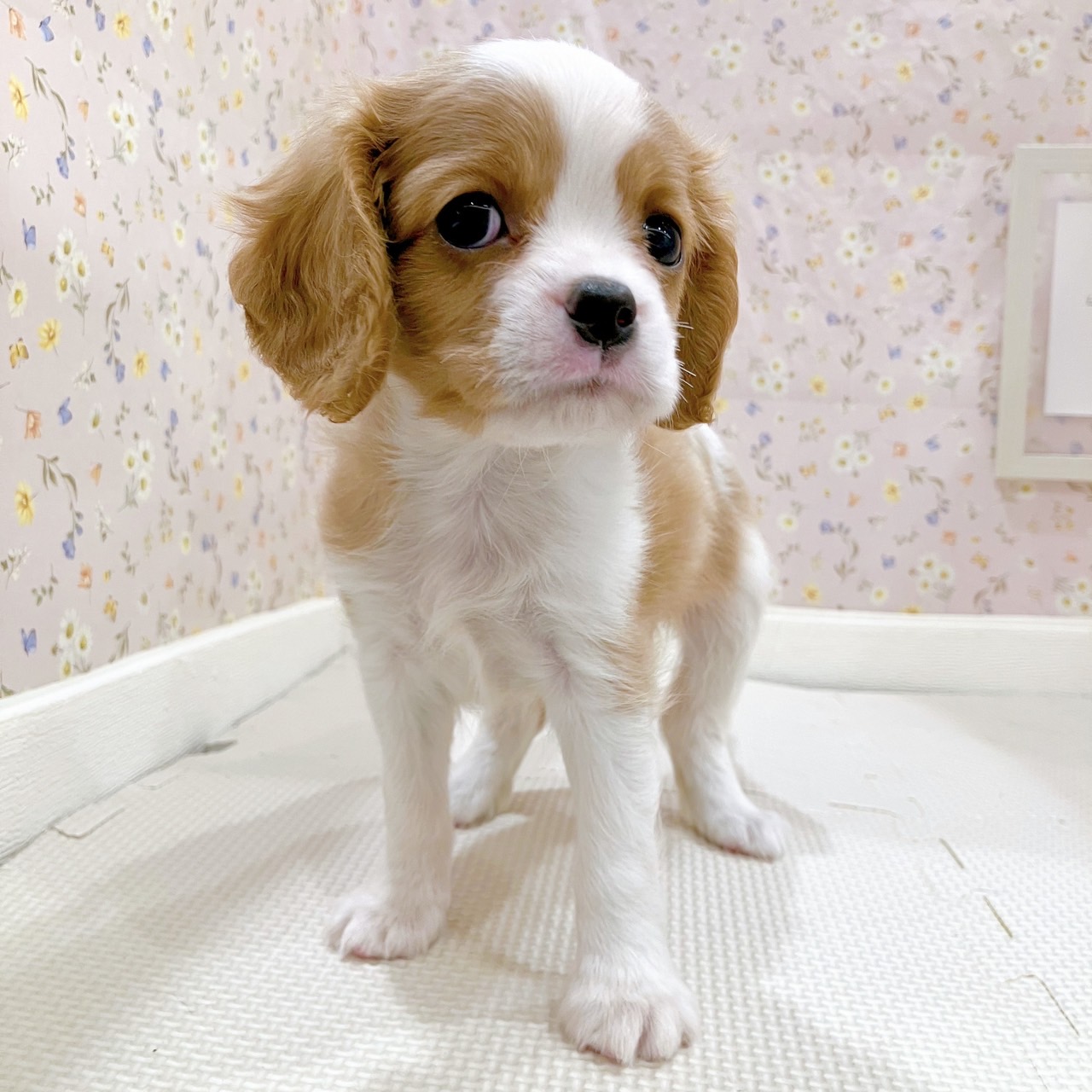 石川県のキャバリアキングチャールズスパニエル (犬の家＆猫の里金沢店/2025年9月1日生まれ/男の子/ブレンハイム)の子犬の4枚目の画像