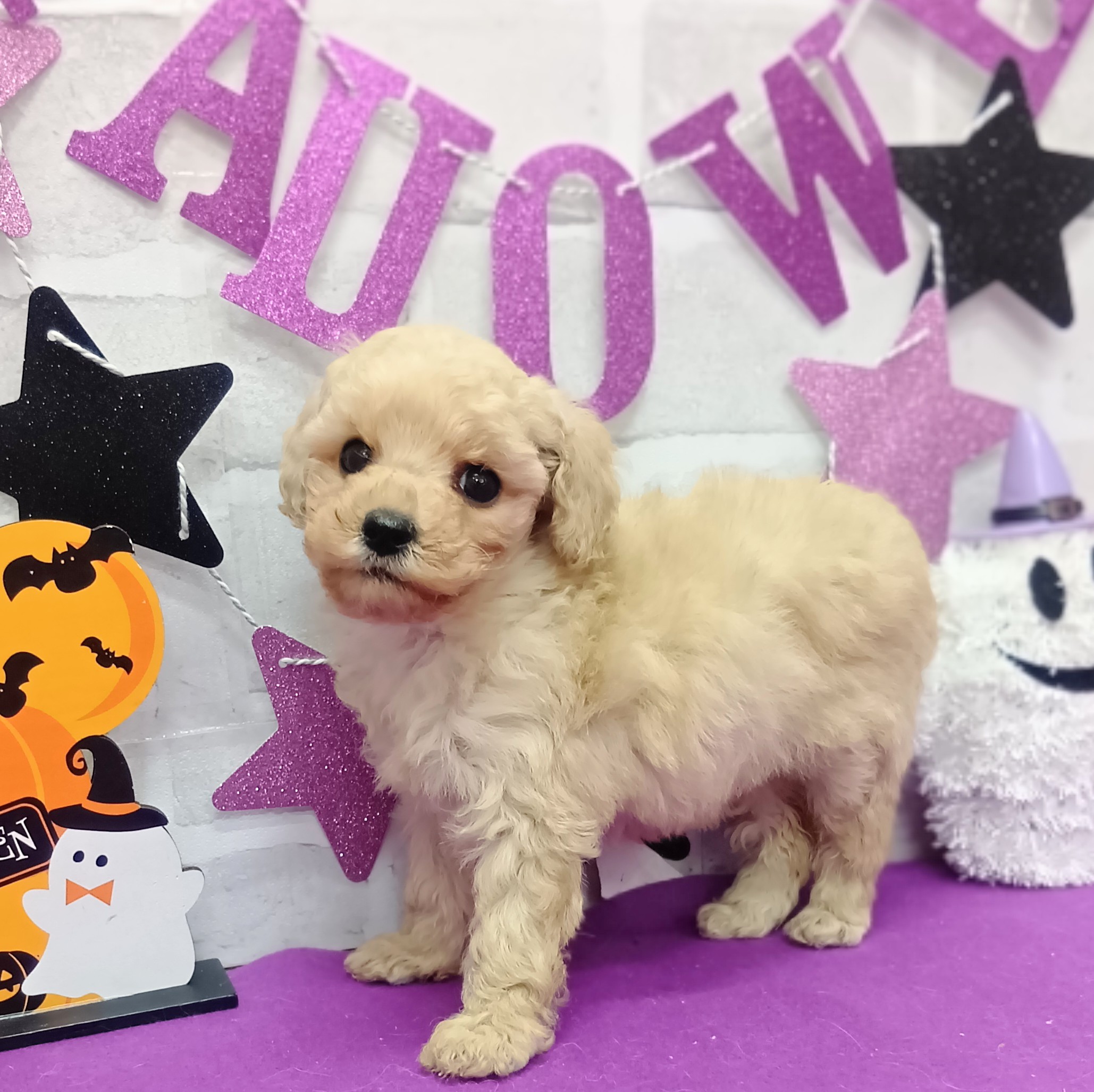 静岡県のトイプードル(トイ) (犬の家＆猫の里プレ葉ウォーク浜北店/2025年9月1日生まれ/女の子/クリーム)の子犬の4枚目の画像