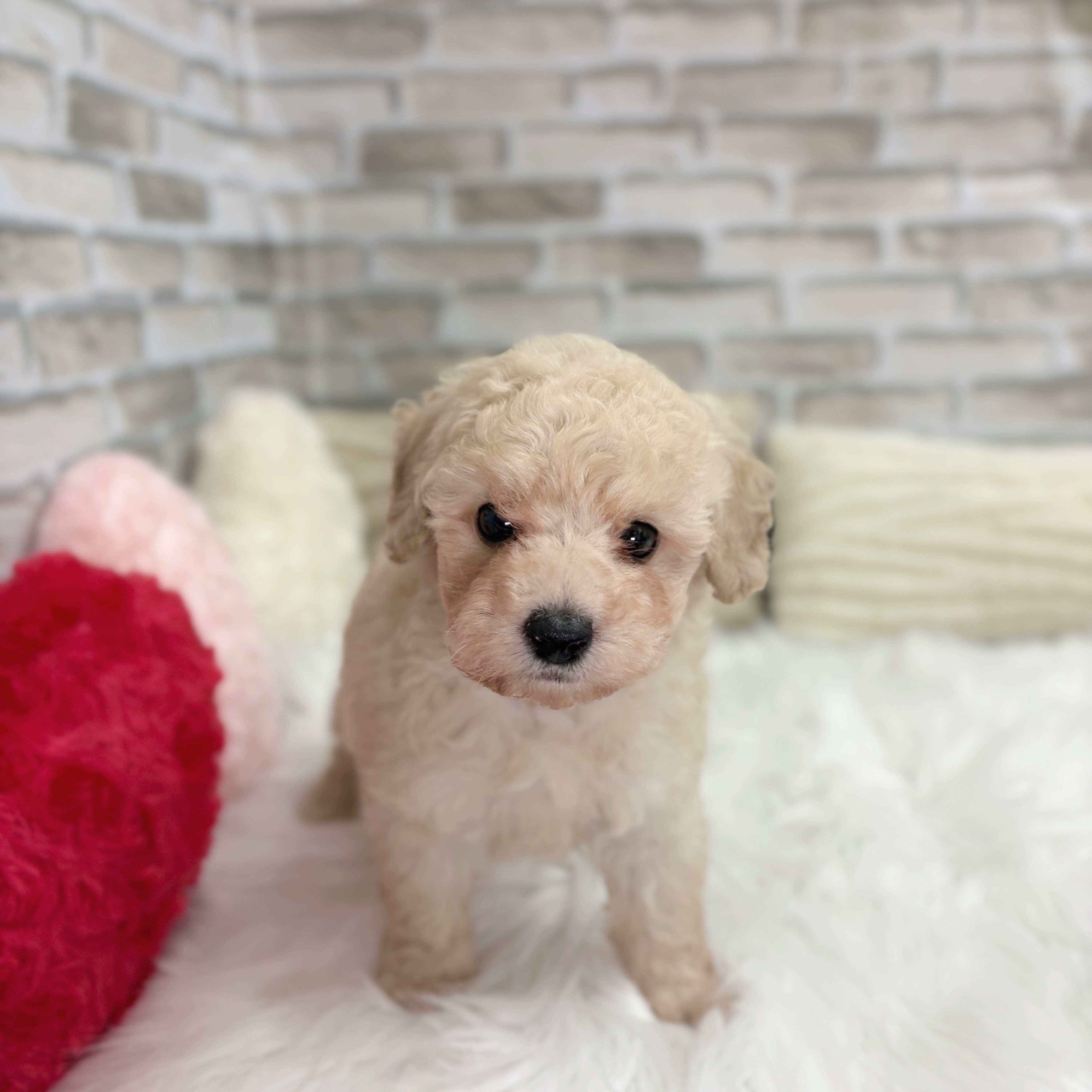 神奈川県のトイプードル(タイニー) (犬の家＆猫の里モザイクモール港北店/2025年9月1日生まれ/男の子/クリーム)の子犬の4枚目の画像