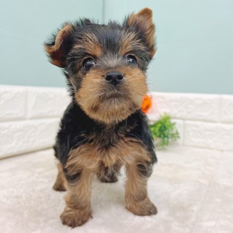 静岡県のヨークシャーテリア (犬の家＆猫の里マークイズ静岡店/2025年9月1日生まれ/女の子/スチールブルータン)の子犬の4枚目の画像