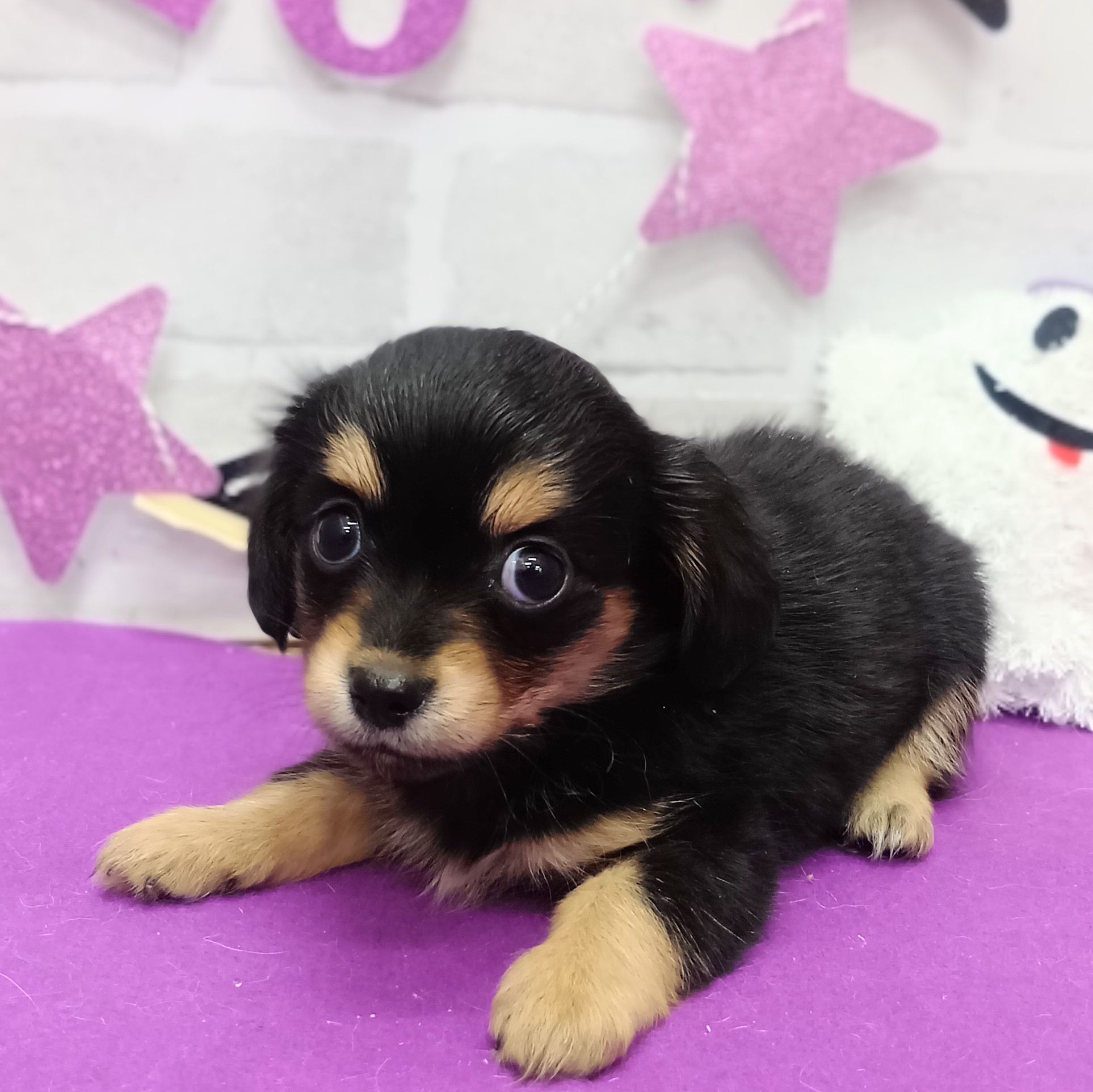 静岡県のチワックス(チワワ×ダックス) (犬の家＆猫の里プレ葉ウォーク浜北店/2025年9月1日生まれ/女の子/ブラックタン)の子犬の1枚目の画像