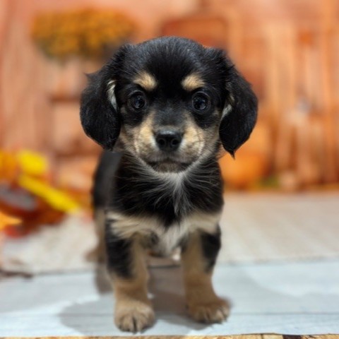 福岡県のチワックス(チワワ×ダックス) (犬の家＆猫の里トリアス久山店/2025年9月1日生まれ/男の子/ブラックタン)の子犬の4枚目の画像