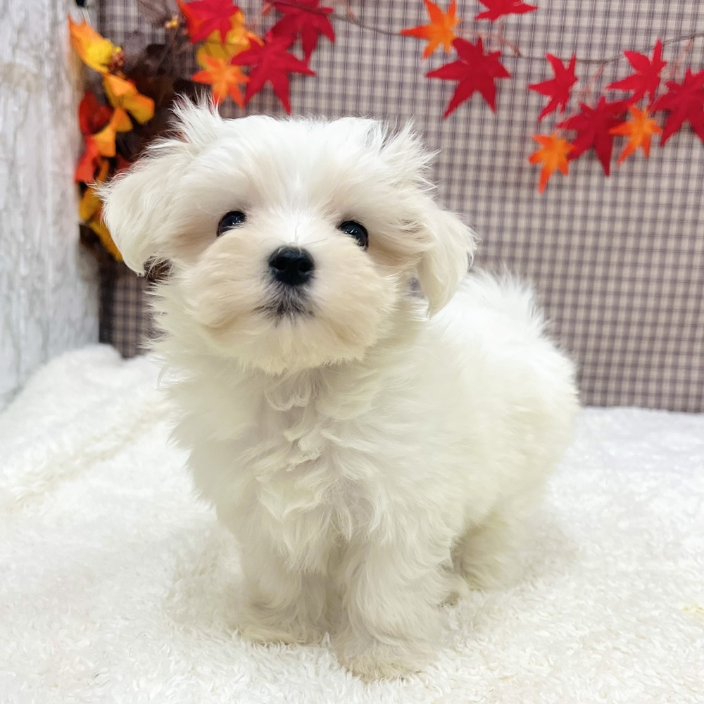 愛知県のマルチーズ (犬の家＆猫の里エアポートウォーク店/2025年8月31日生まれ/女の子/ホワイト)の子犬の4枚目の画像