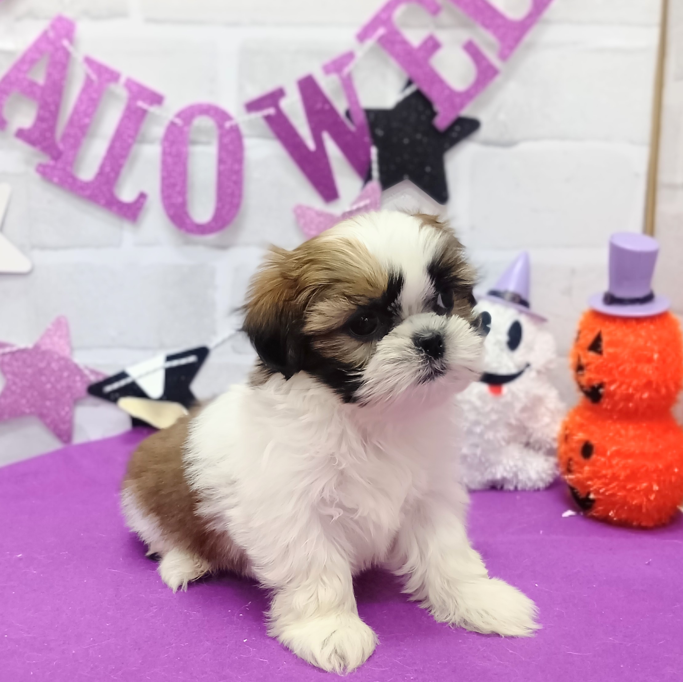 静岡県のシーズー (犬の家＆猫の里プレ葉ウォーク浜北店/2025年9月1日生まれ/女の子/ゴールドホワイト)の子犬の4枚目の画像