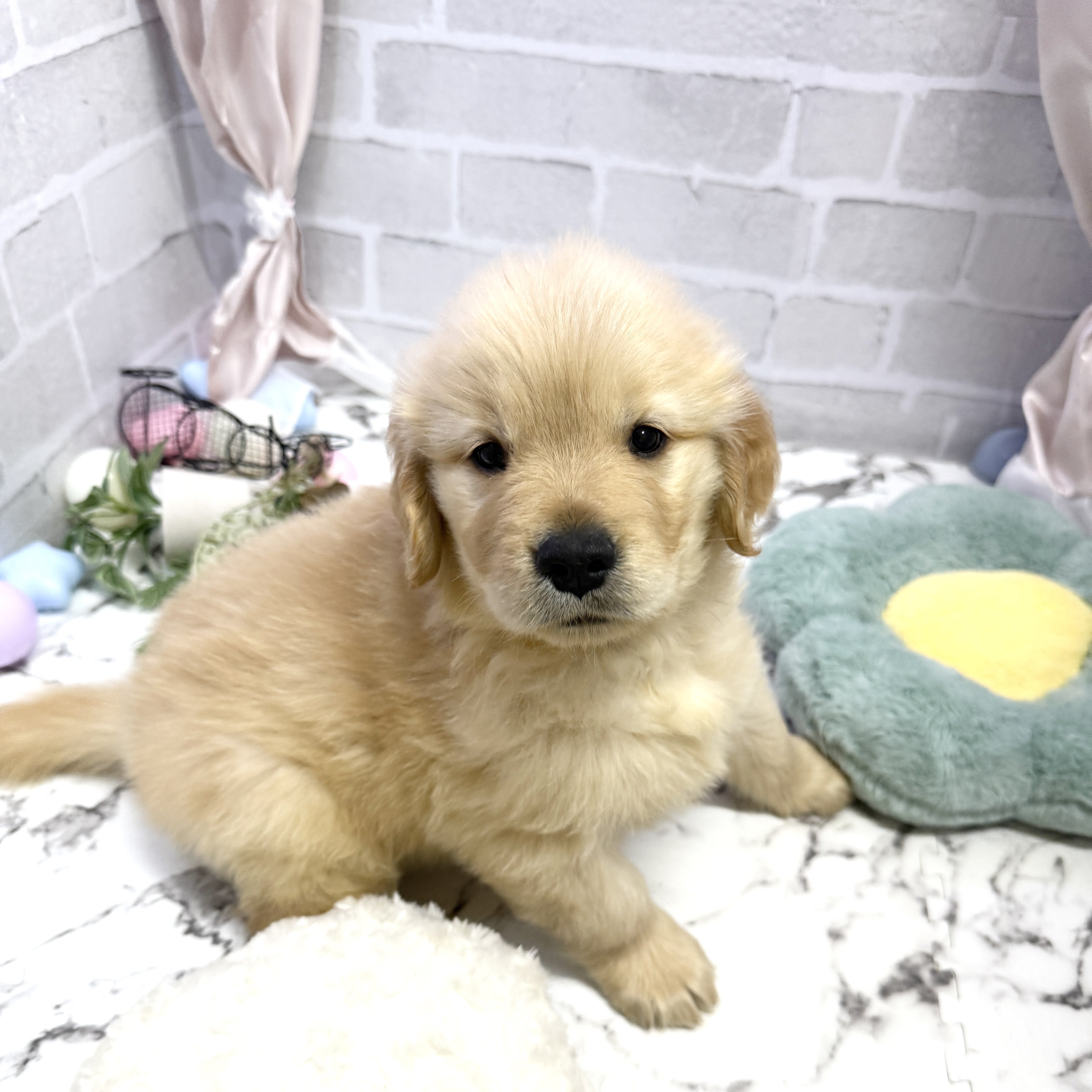 愛知県のゴールデンレトリバー (犬の家＆猫の里岡崎店/2025年9月2日生まれ/男の子/ゴールデン)の子犬の1枚目の画像