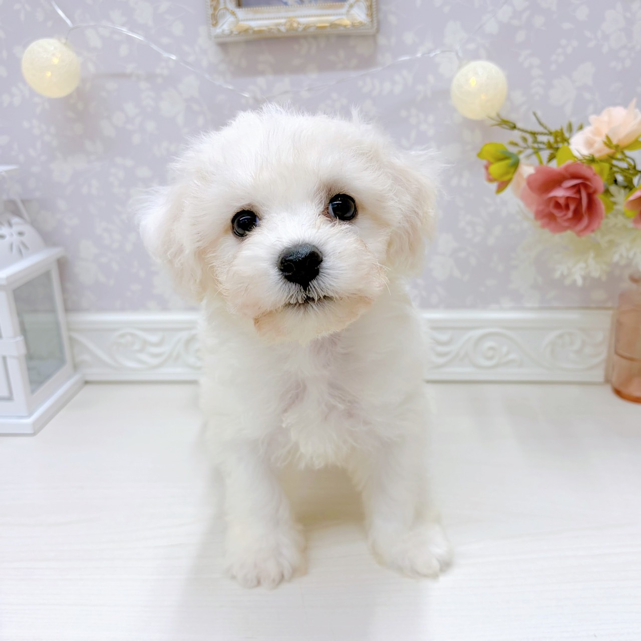 富山県のビションフリーゼ (犬の家＆猫の里アミーゴ山室店/2025年9月1日生まれ/男の子/ホワイト)の子犬の4枚目の画像