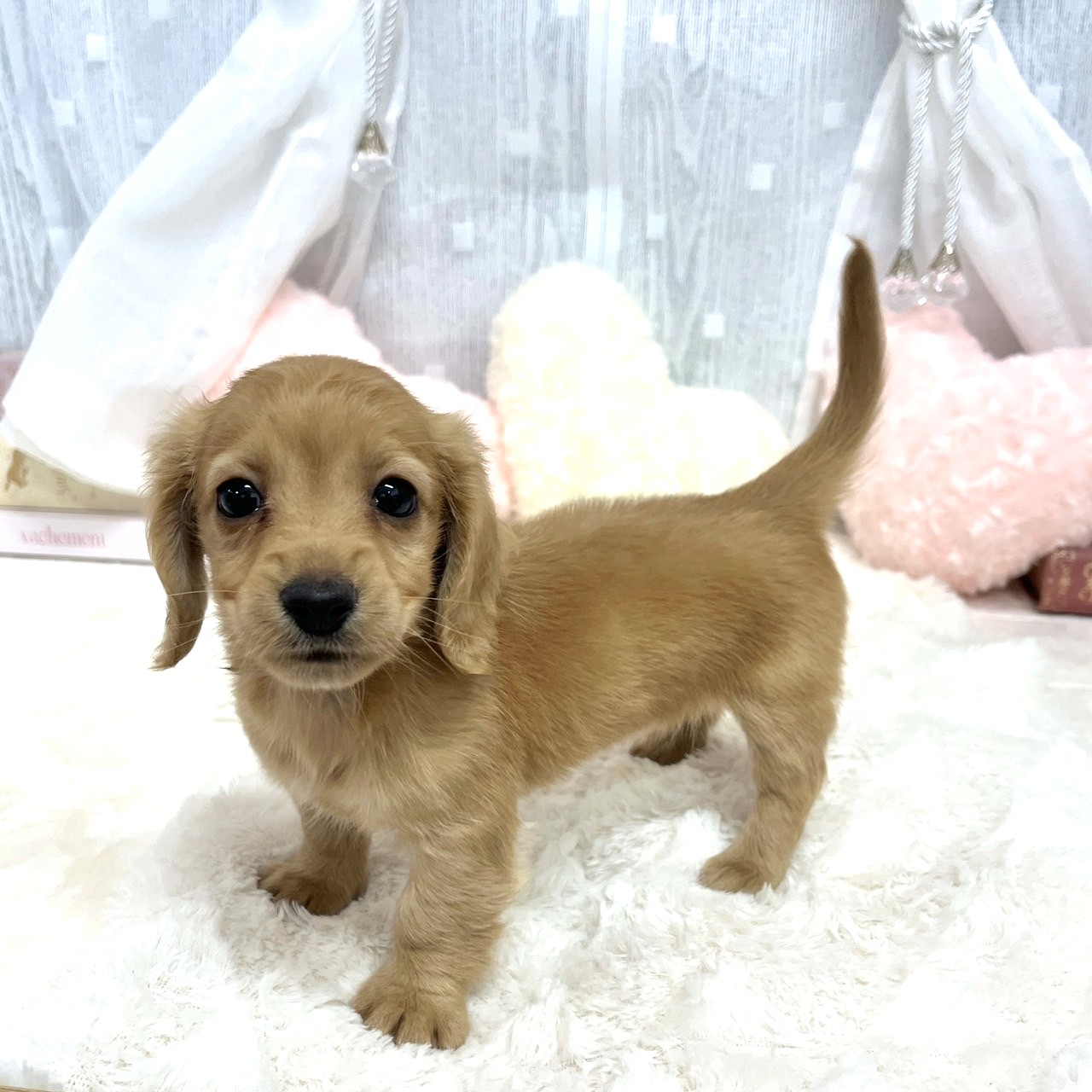 神奈川県のミニチュアダックスフンド(ロング) (犬の家＆猫の里相模原店/2025年9月1日生まれ/女の子/ゴールド)の子犬の4枚目の画像