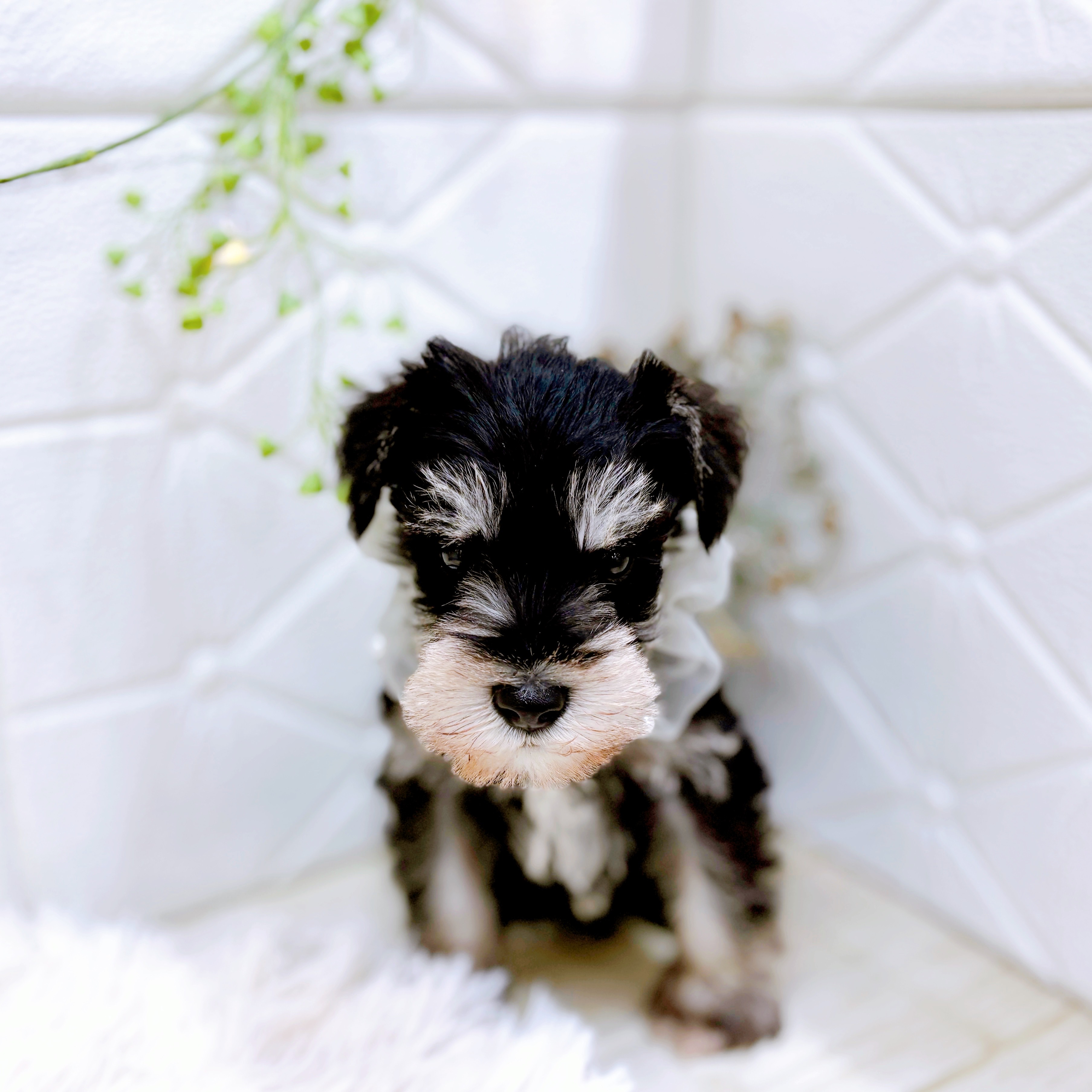 福井県のミニチュアシュナウザー (犬の家＆猫の里アミーゴ福井店/2025年9月1日生まれ/男の子/ブラックシルバー)の子犬の4枚目の画像