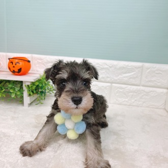 静岡県のミニチュアシュナウザー (犬の家＆猫の里マークイズ静岡店/2025年9月1日生まれ/男の子/ソルトペッパー)の子犬の4枚目の画像