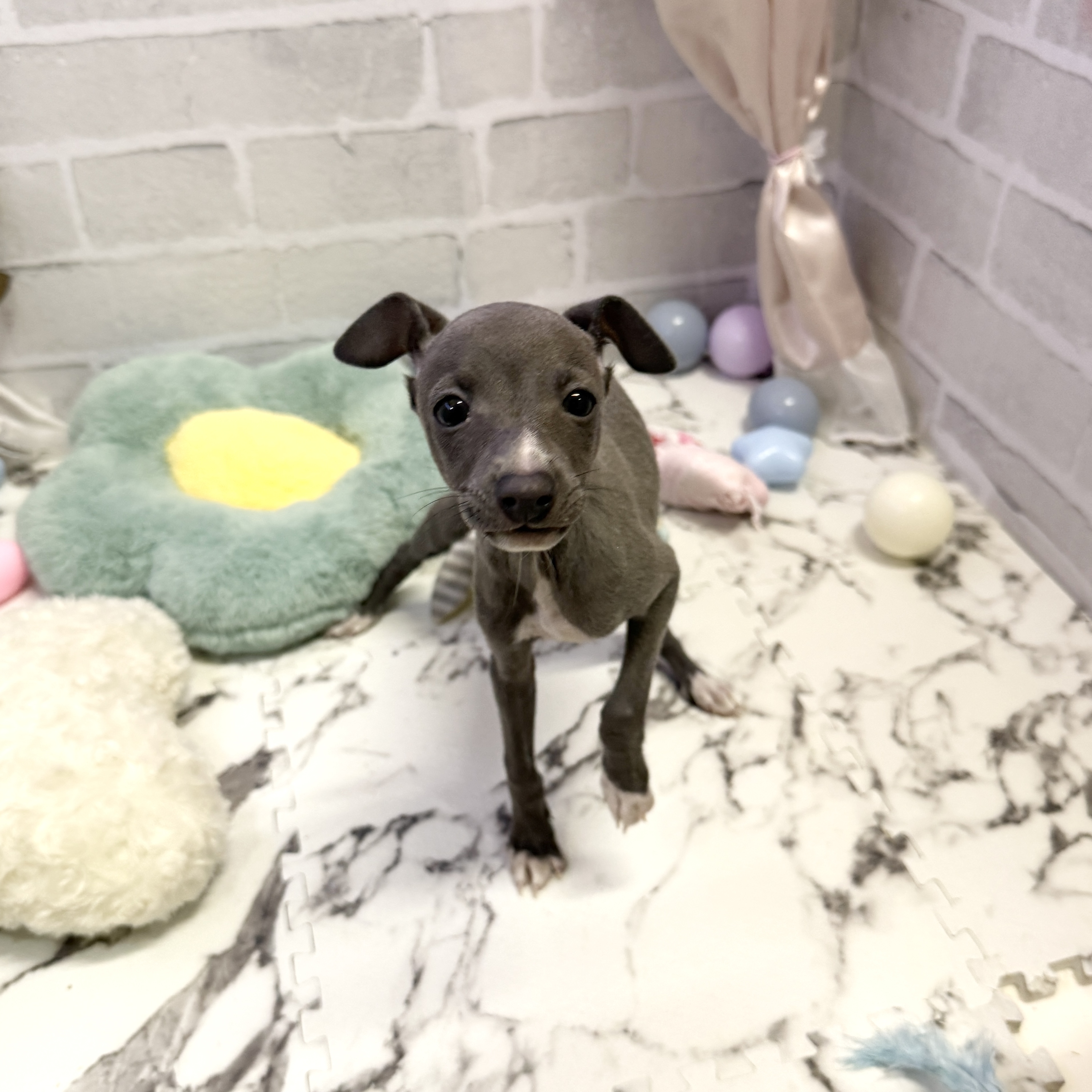 愛知県のイタリアングレーハウンド (犬の家＆猫の里岡崎店/2025年9月1日生まれ/女の子/ブルーホワイト)の子犬の4枚目の画像