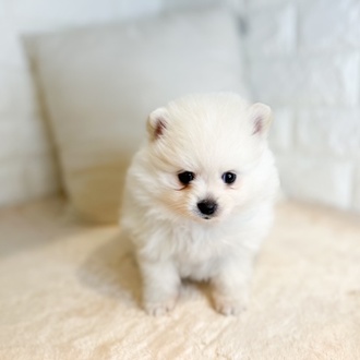 東京都のポメラニアン (犬の家＆猫の里新宿店/2025年8月31日生まれ/女の子/クリーム)の子犬の4枚目の画像