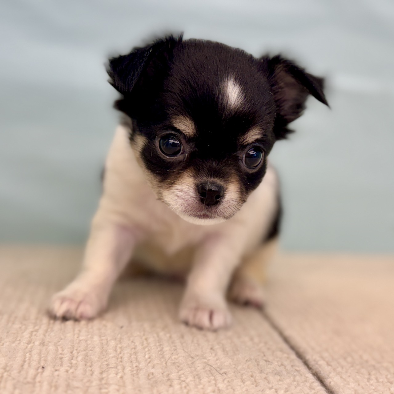 愛知県のチワワ(ロング) (犬の家&猫の里春日井本店/2025年8月28日生まれ/女の子/ホワイトブラックタン)の子犬の4枚目の画像